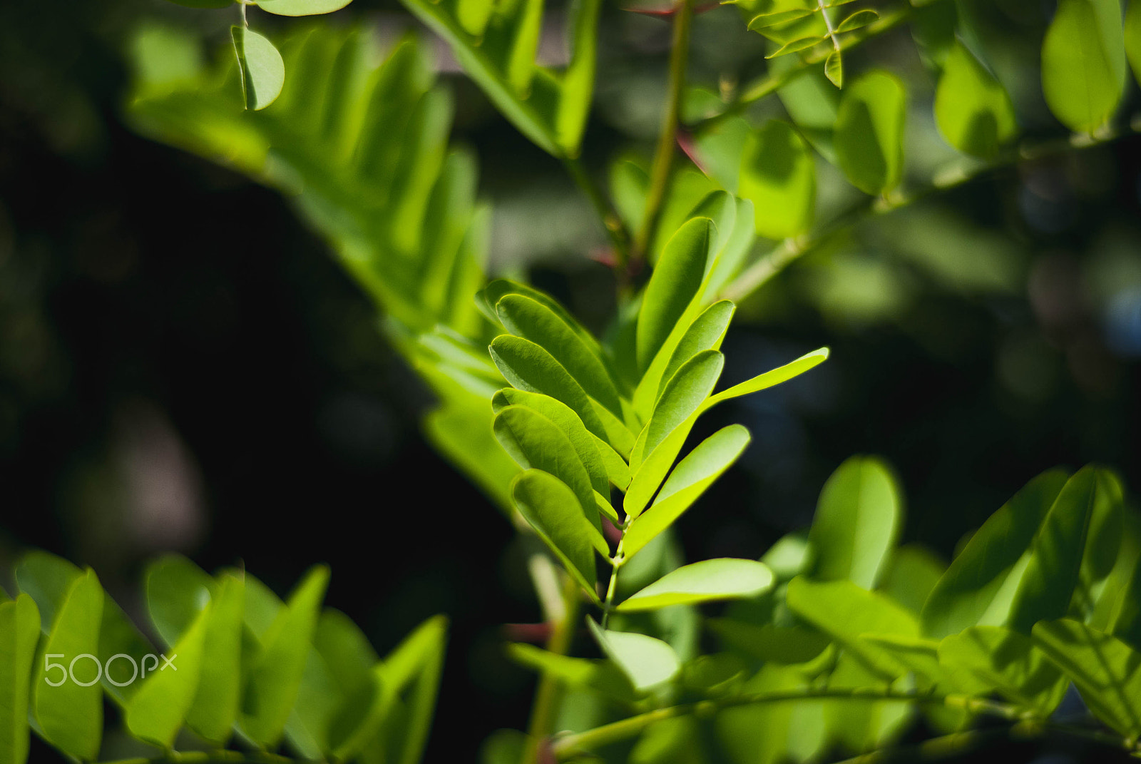Minolta AF 35-105mm F3.5-4.5 sample photo. Green photography