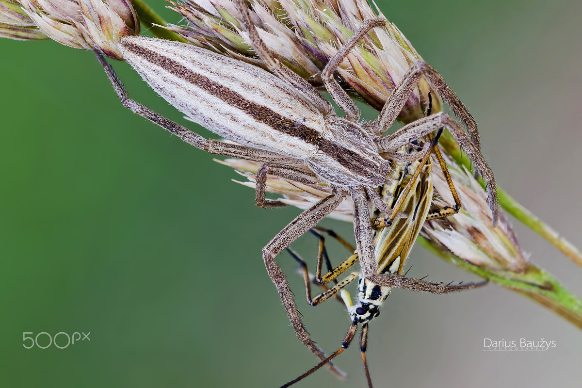 Sigma 150mm F2.8 EX DG OS Macro HSM sample photo. Hunter with a catch. photography
