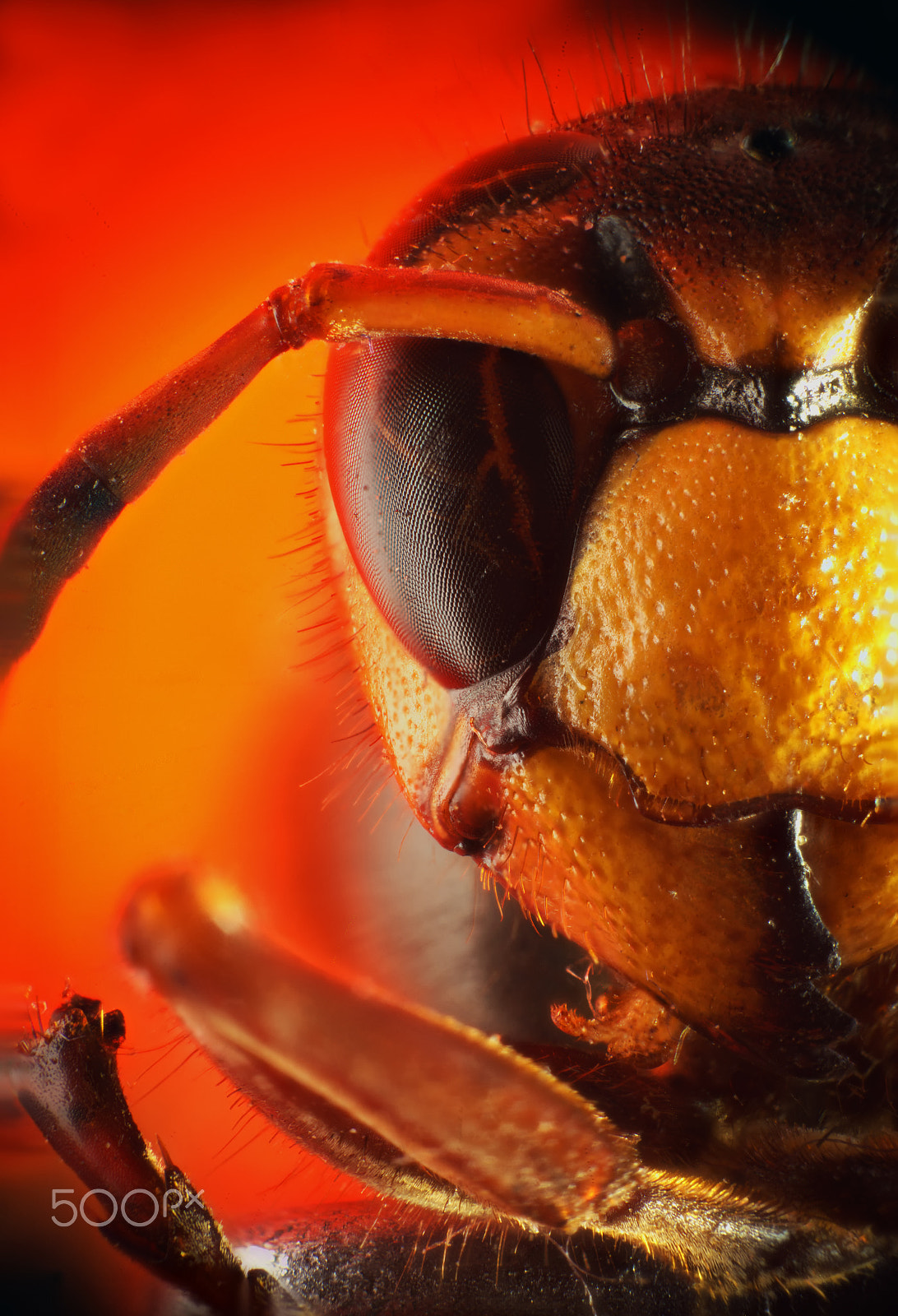 Sigma APO Macro 150mm f/2.8 EX DG HSM sample photo. Hornet photography