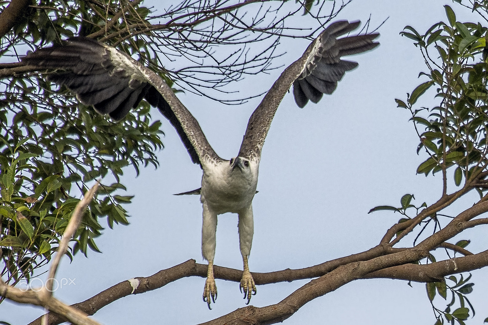 Nikon AF-S Nikkor 400mm F2.8G ED VR II sample photo. White bellied sea eagle photography