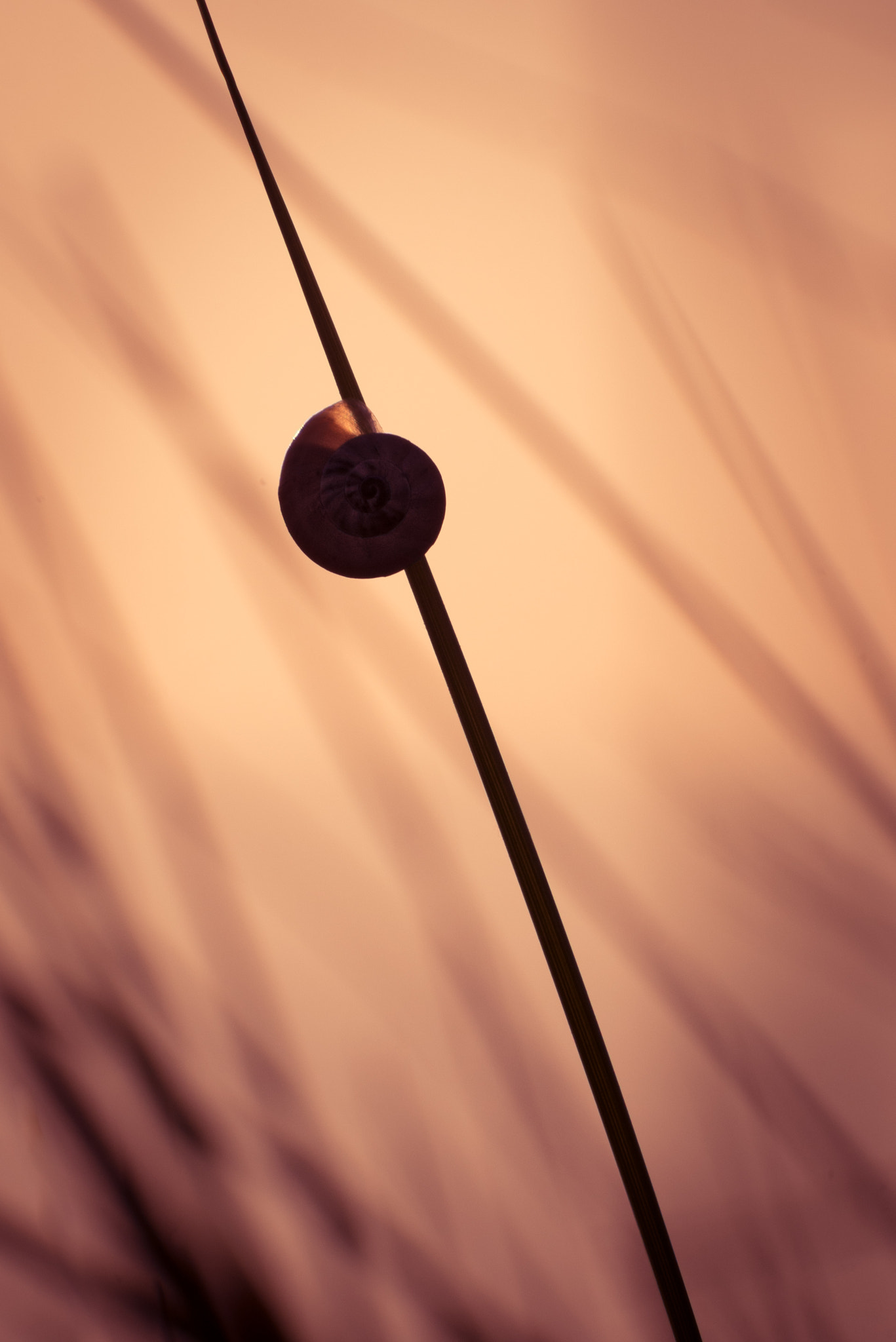 LUMIX G VARIO 45-150/F4.0-5.6 sample photo. Holywell snail photography