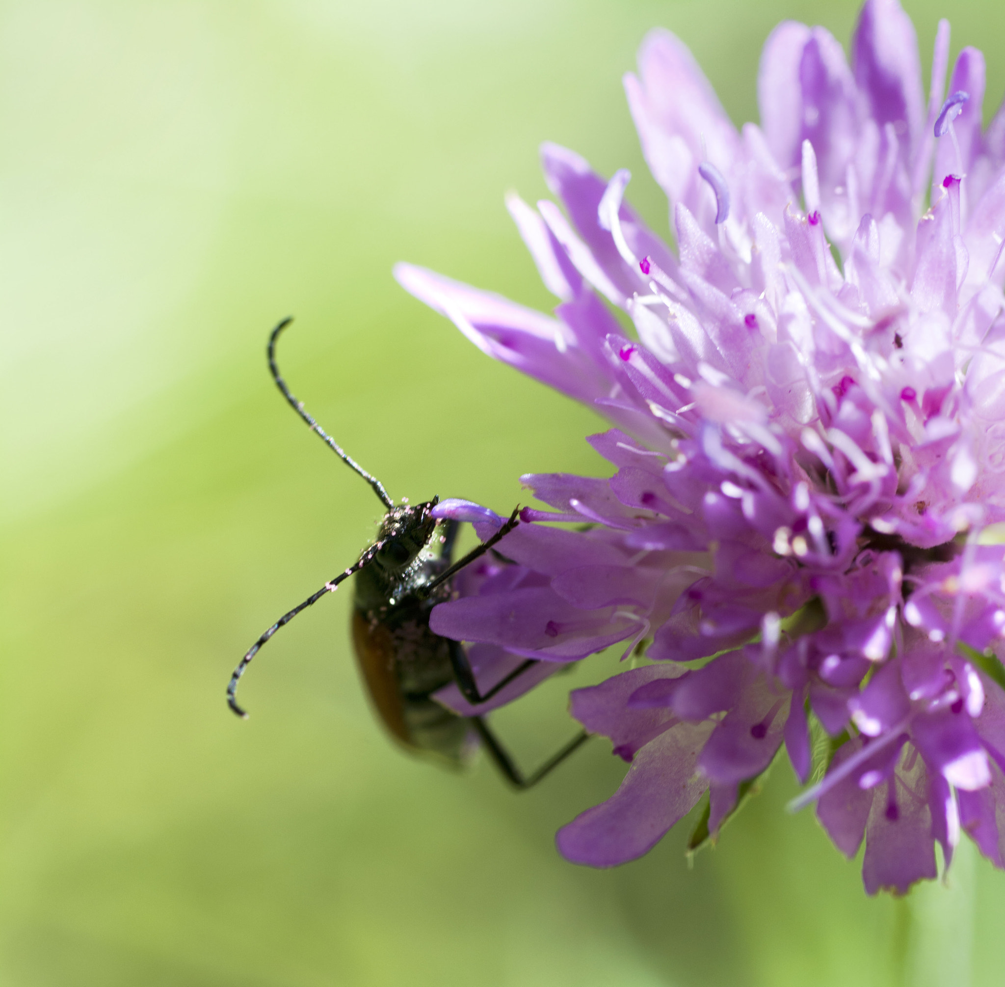 Nikon D7100 + Sigma 70mm F2.8 EX DG Macro sample photo. Scrunch photography