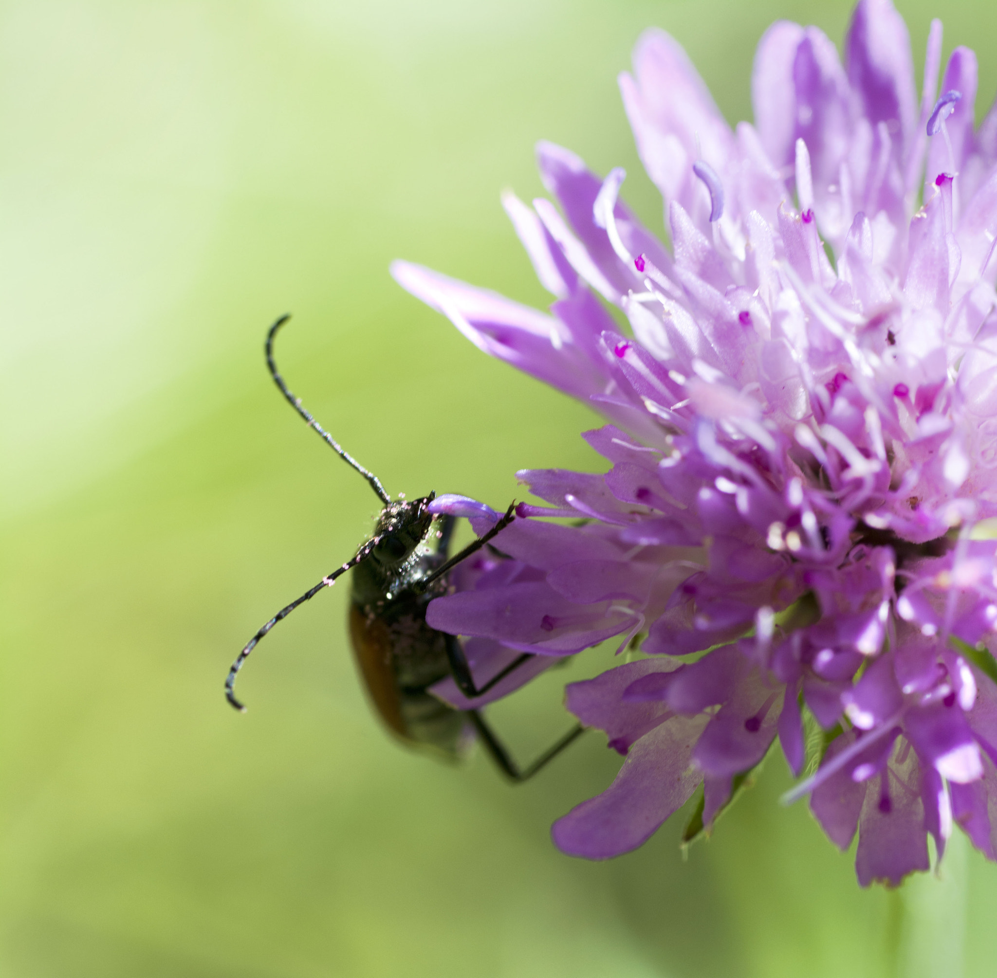 Sigma 70mm F2.8 EX DG Macro sample photo. Scrunch photography