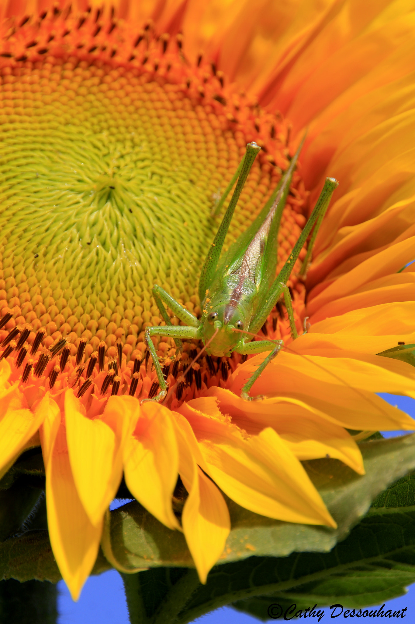 Canon EOS 650D (EOS Rebel T4i / EOS Kiss X6i) sample photo. Cricket au soleil photography