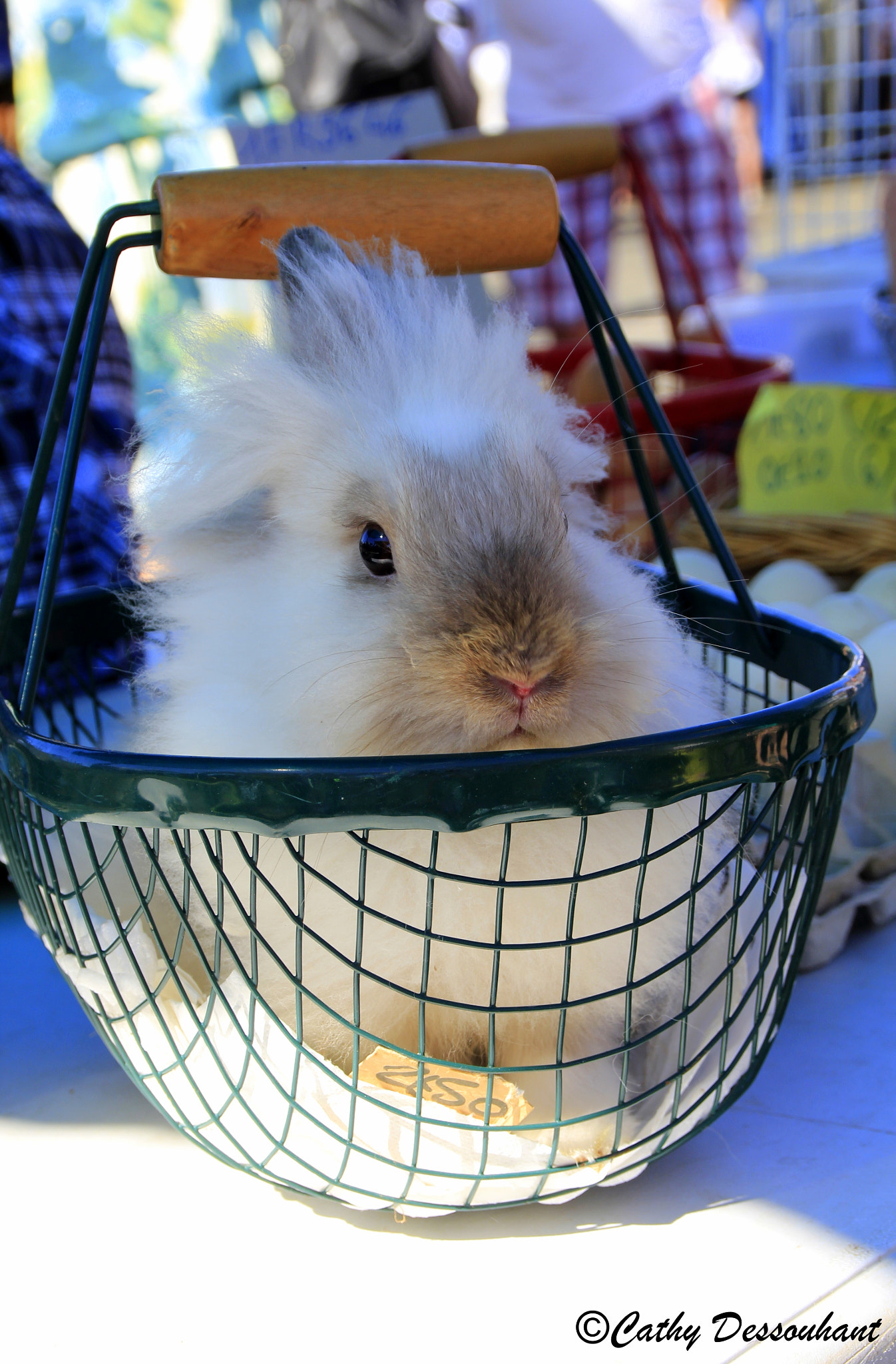 Canon EOS 650D (EOS Rebel T4i / EOS Kiss X6i) sample photo. Lapinou dans le panier photography