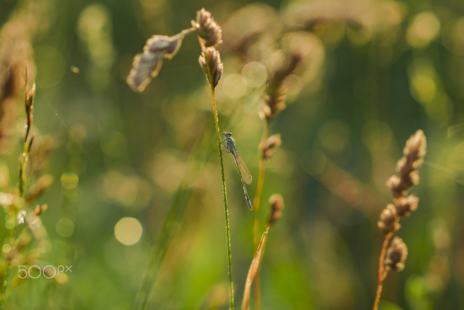 Nikon D200 + Nikon AF-S Nikkor 85mm F1.8G sample photo. Morning lights photography