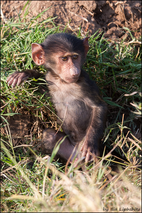 Canon EF 300mm F2.8L IS USM sample photo. Baboons of serengeti №2 photography
