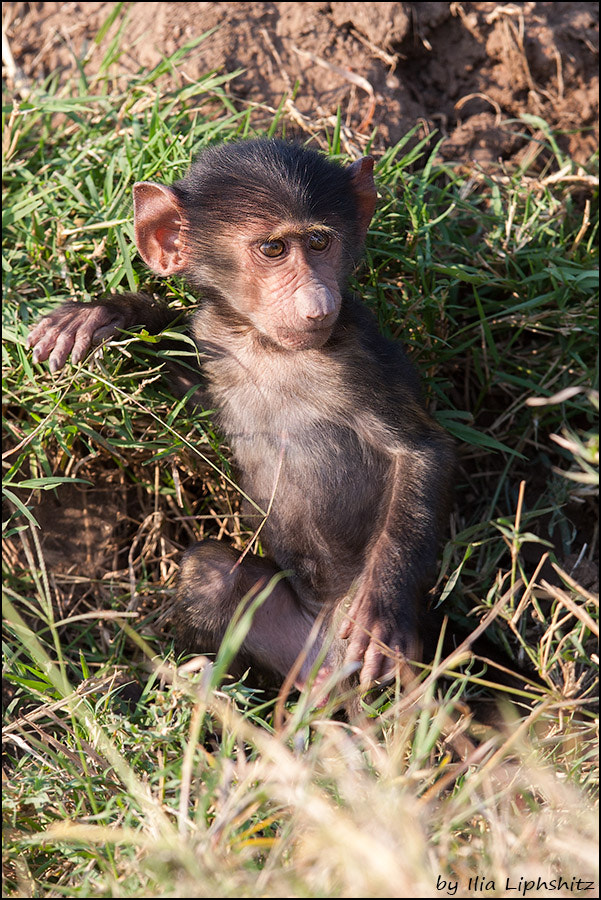 Canon EOS-1D Mark III + Canon EF 300mm F2.8L IS USM sample photo. Baboons of serengeti №2 photography