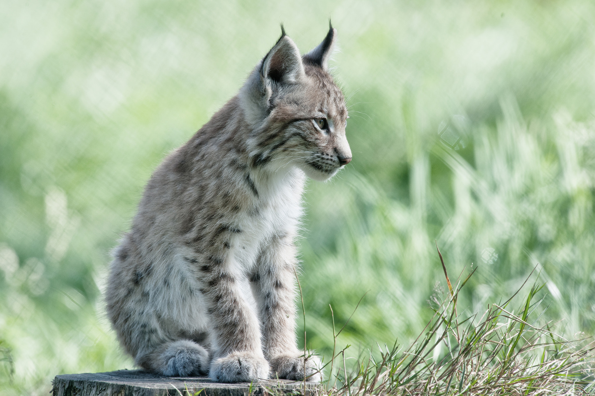 Nikon D3X + Nikon AF-S Nikkor 500mm F4G ED VR sample photo. Young lynx photography