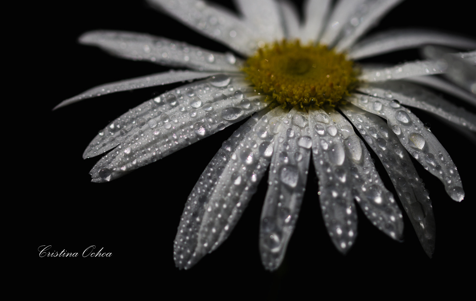 Sigma 105mm F2.8 EX DG OS HSM sample photo. Gotas. photography