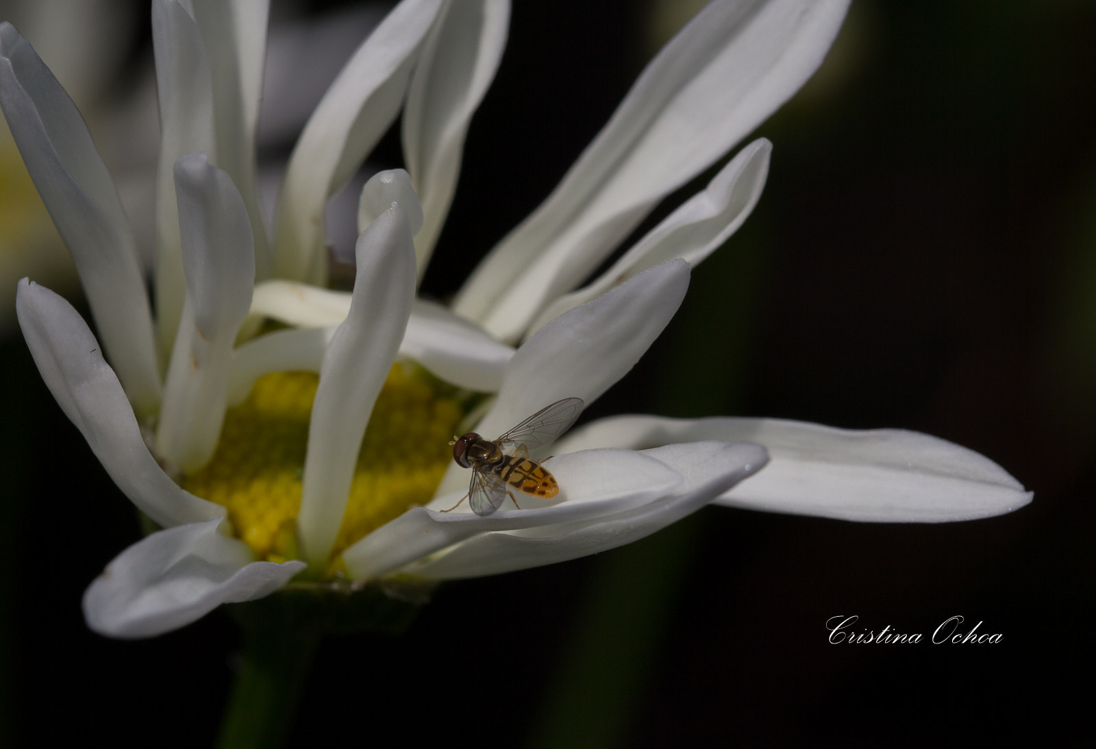 Canon EOS 60D + Sigma 105mm F2.8 EX DG OS HSM sample photo. Insecto. photography