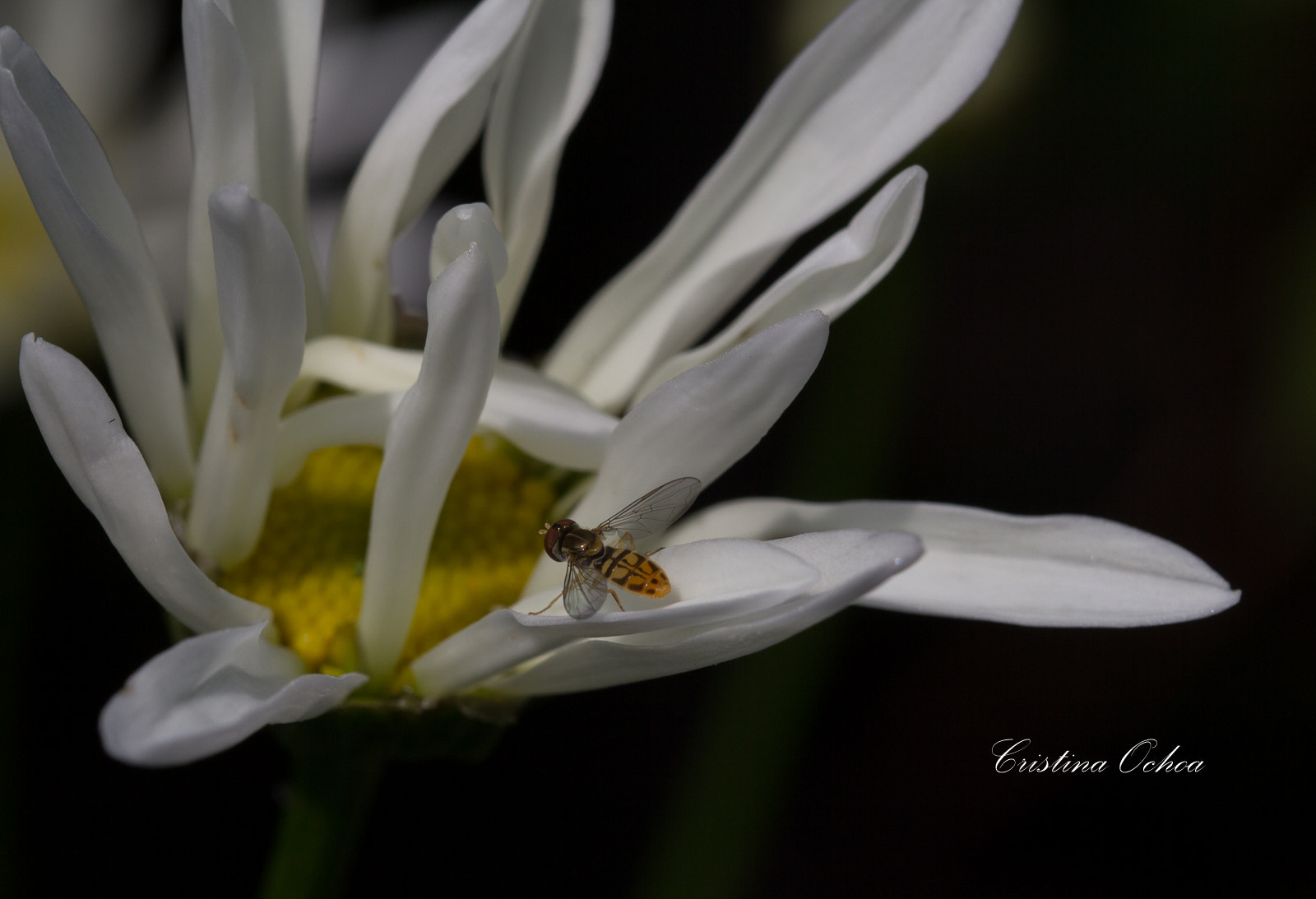 Sigma 105mm F2.8 EX DG OS HSM sample photo. Insecto. photography