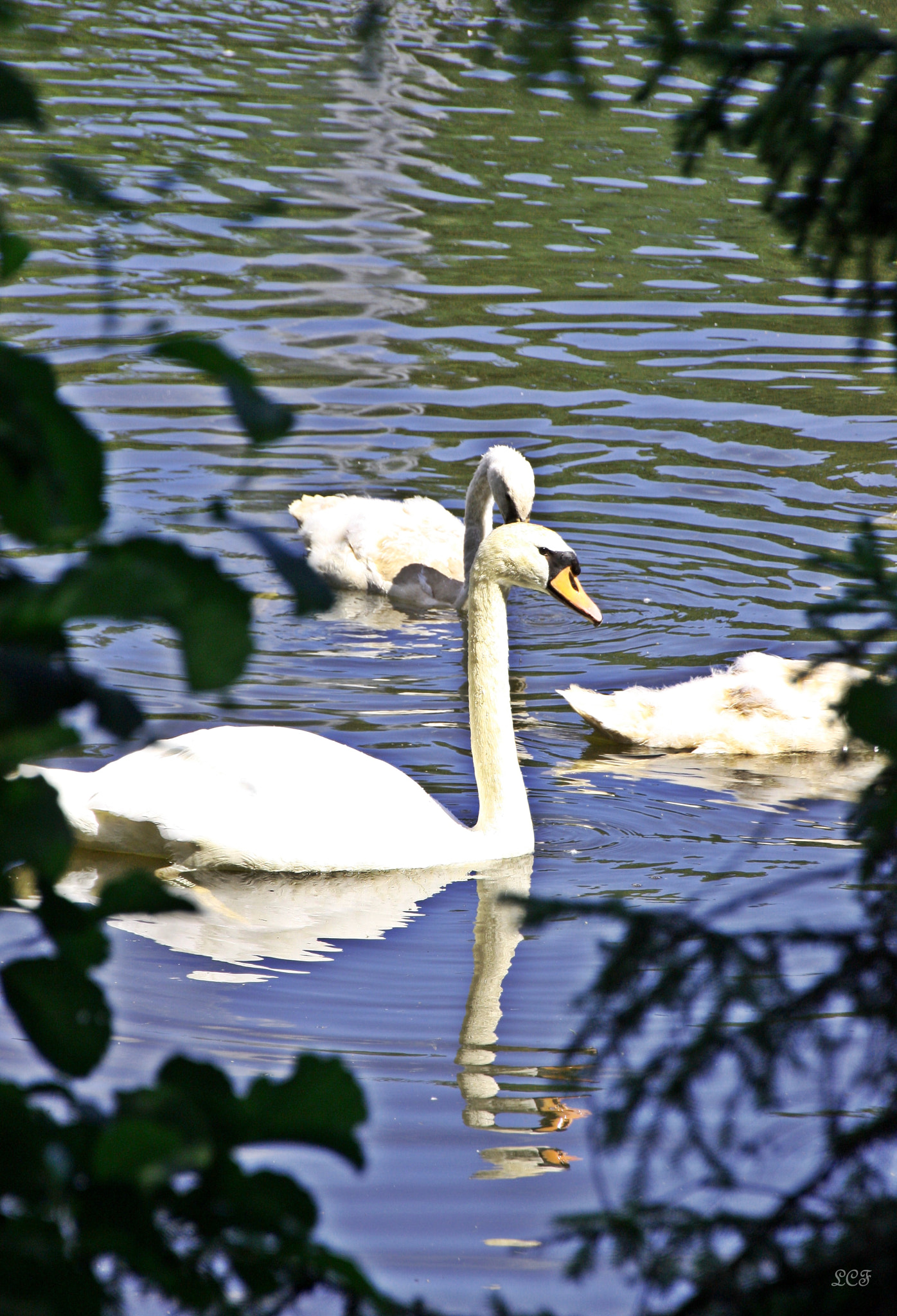 Canon EOS 450D (EOS Rebel XSi / EOS Kiss X2) sample photo. Swan...  photography
