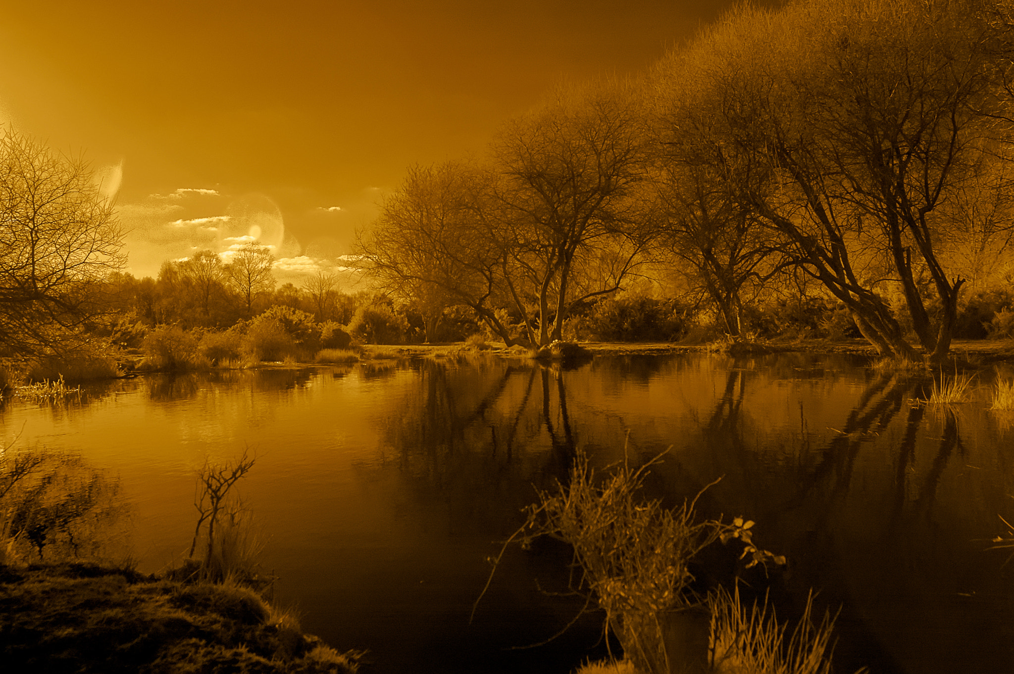 Nikon D70 sample photo. Headley heath golden glow photography