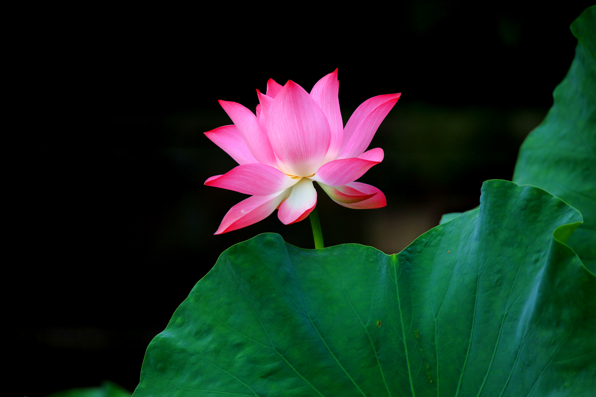 Tamron SP 150-600mm F5-6.3 Di VC USD sample photo. Lotus photography