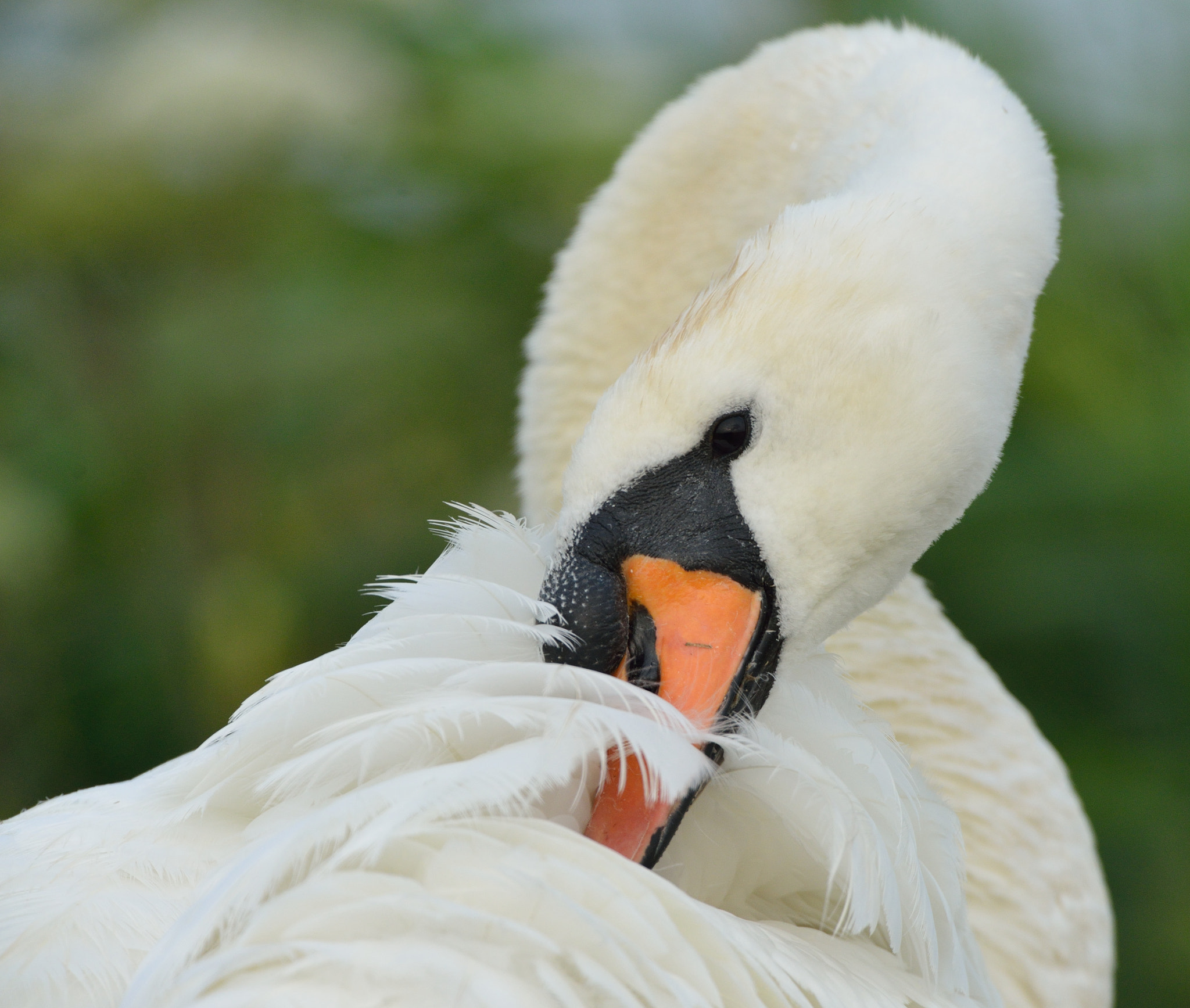 Nikon D600 + Nikon AF-S Nikkor 500mm F4G ED VR sample photo. Knobbelzwaan photography