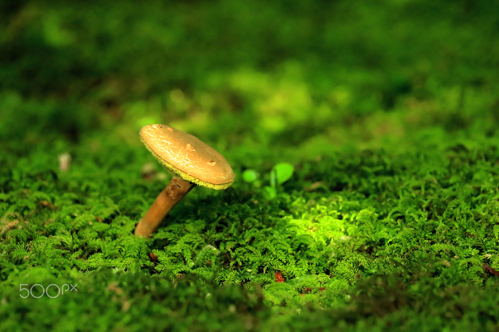 Canon EOS 100D (EOS Rebel SL1 / EOS Kiss X7) sample photo. Mushroom photography