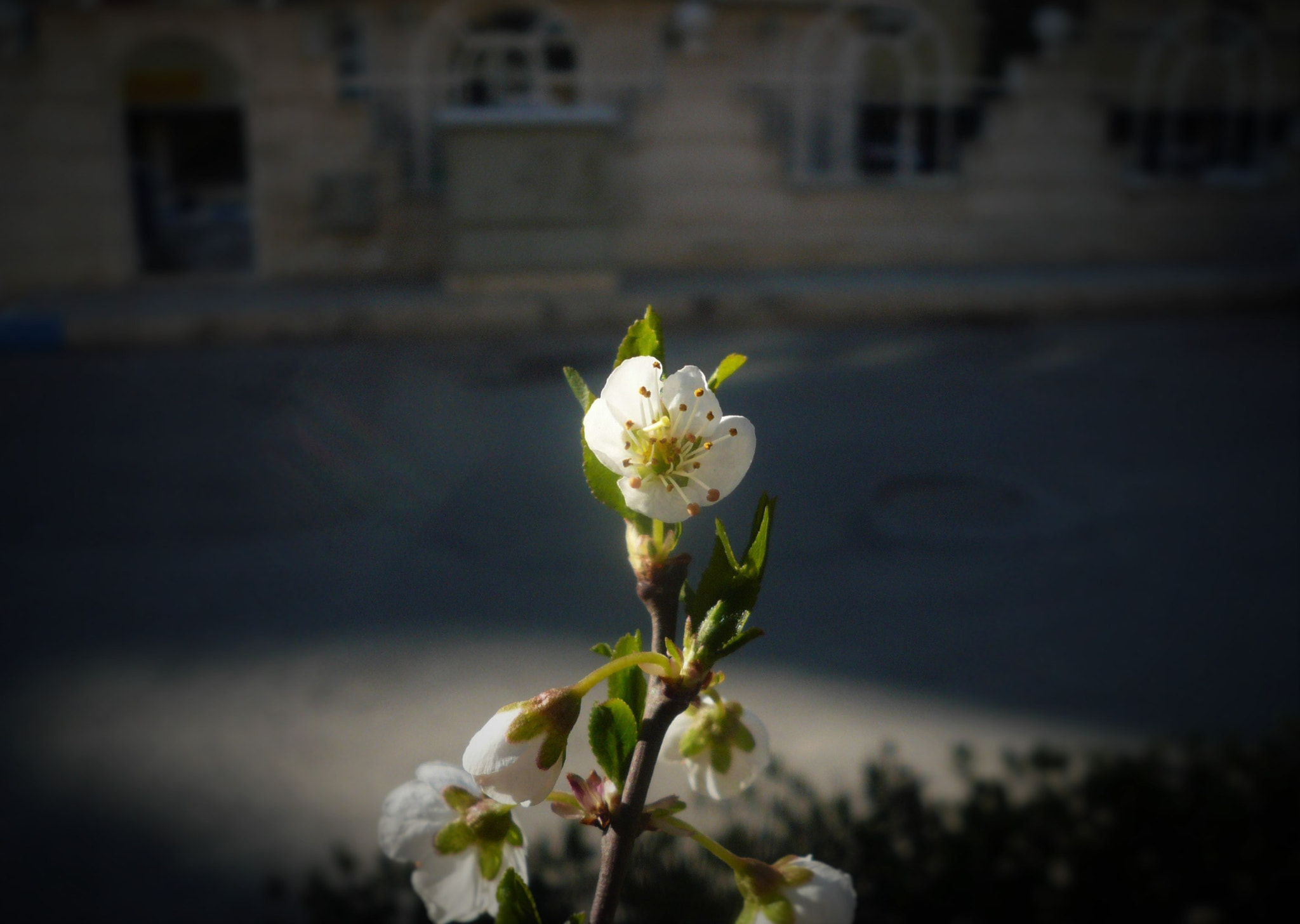 Panasonic DMC-FX07 sample photo. Jasmine flower photography