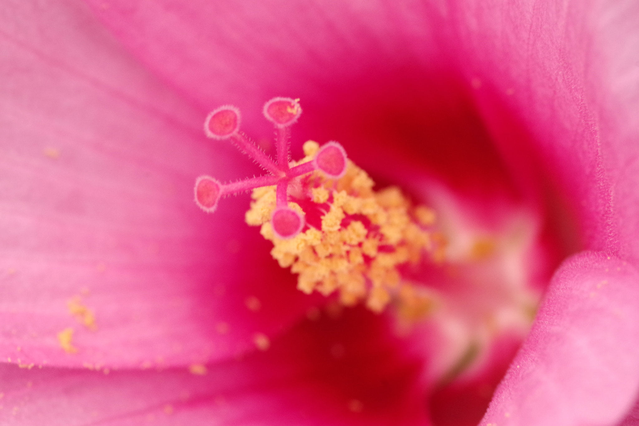 Pentax smc D-FA 100mm F2.8 Macro WR sample photo. Hibiscus photography