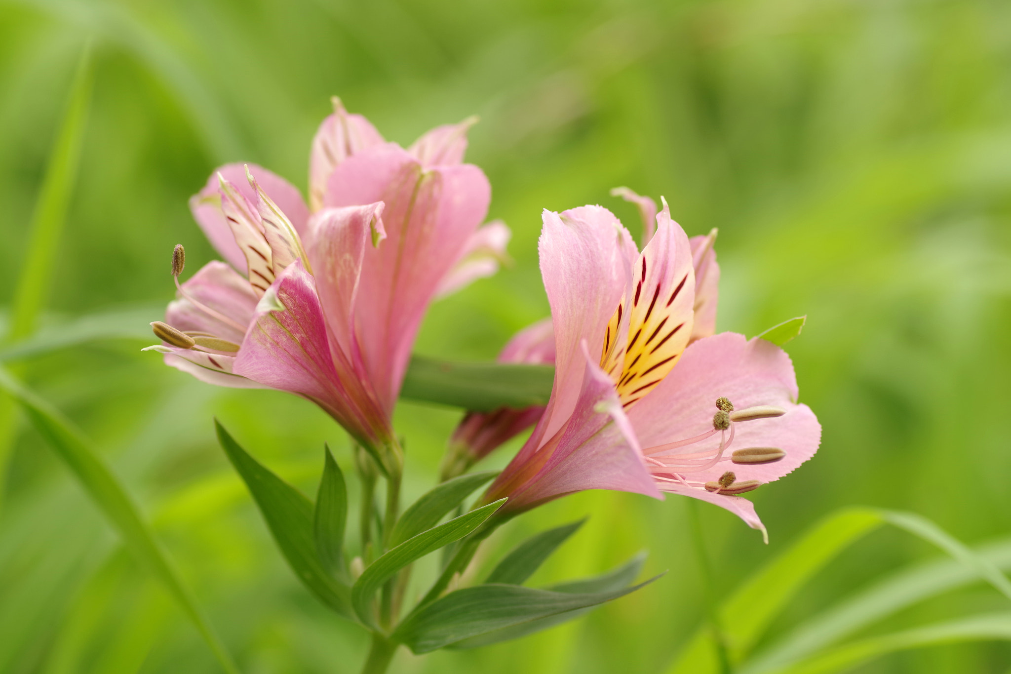 Pentax smc D-FA 100mm F2.8 Macro WR sample photo. Alstromeria (ユリズイセン) photography