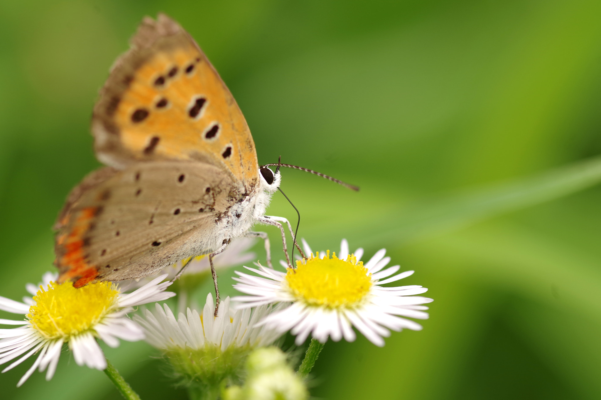 Pentax smc D-FA 100mm F2.8 Macro WR sample photo. Lycaena phlaeas (ベニシジミ) photography