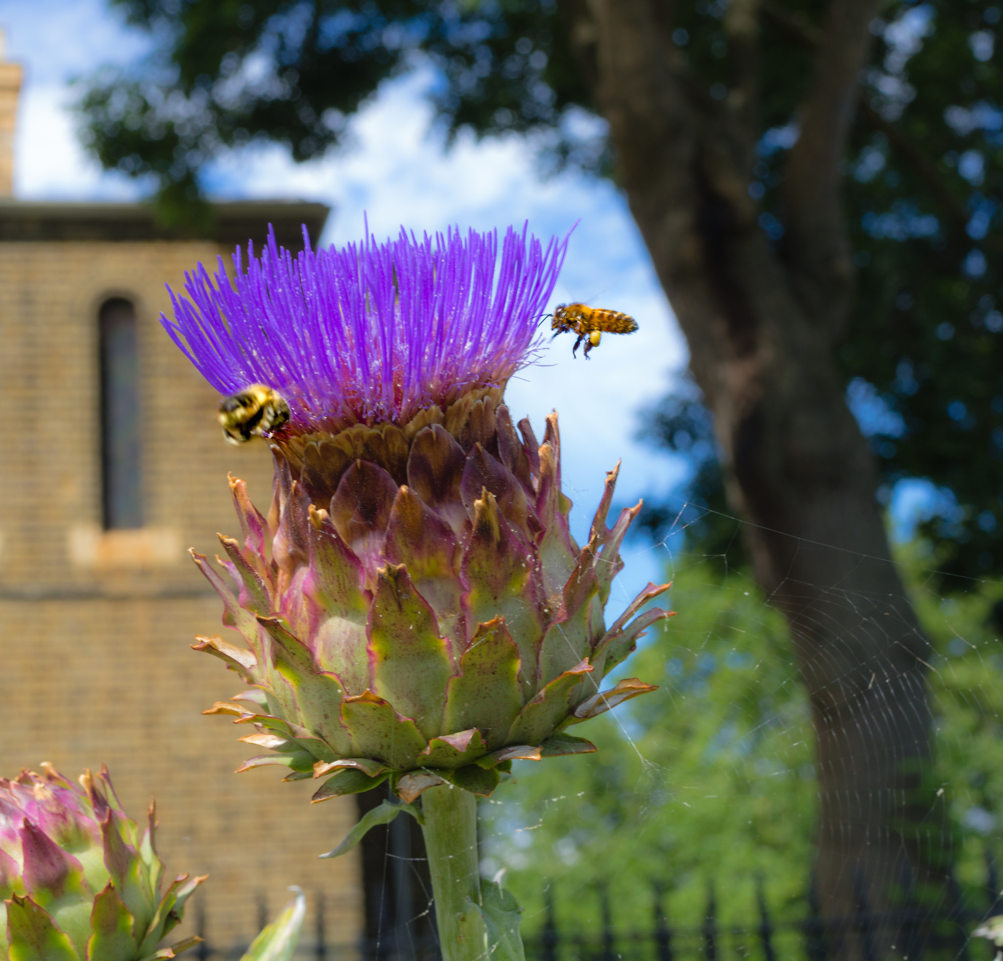 Olympus OM-D E-M10 + Olympus M.Zuiko Digital 25mm F1.8 sample photo. Bees working a greater knapweed photography