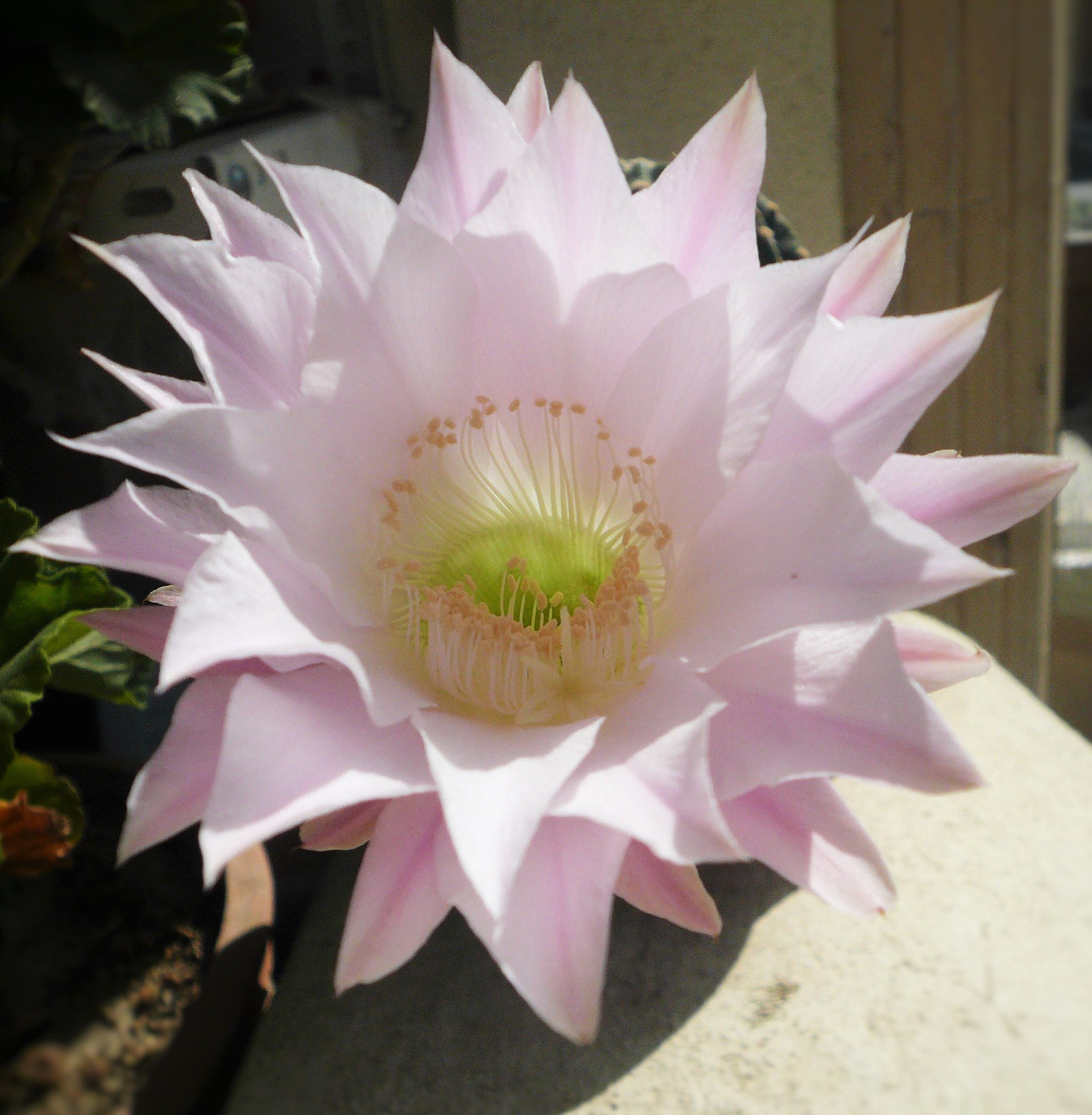 Panasonic DMC-FX07 sample photo. Flower of cactus photography