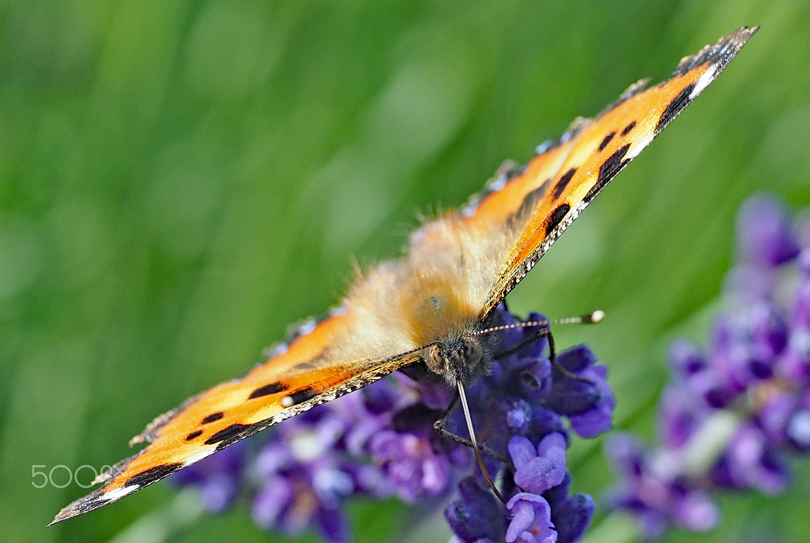 Panasonic Leica DG Macro-Elmarit 45mm F2.8 ASPH OIS sample photo. Diagonal butterfly photography