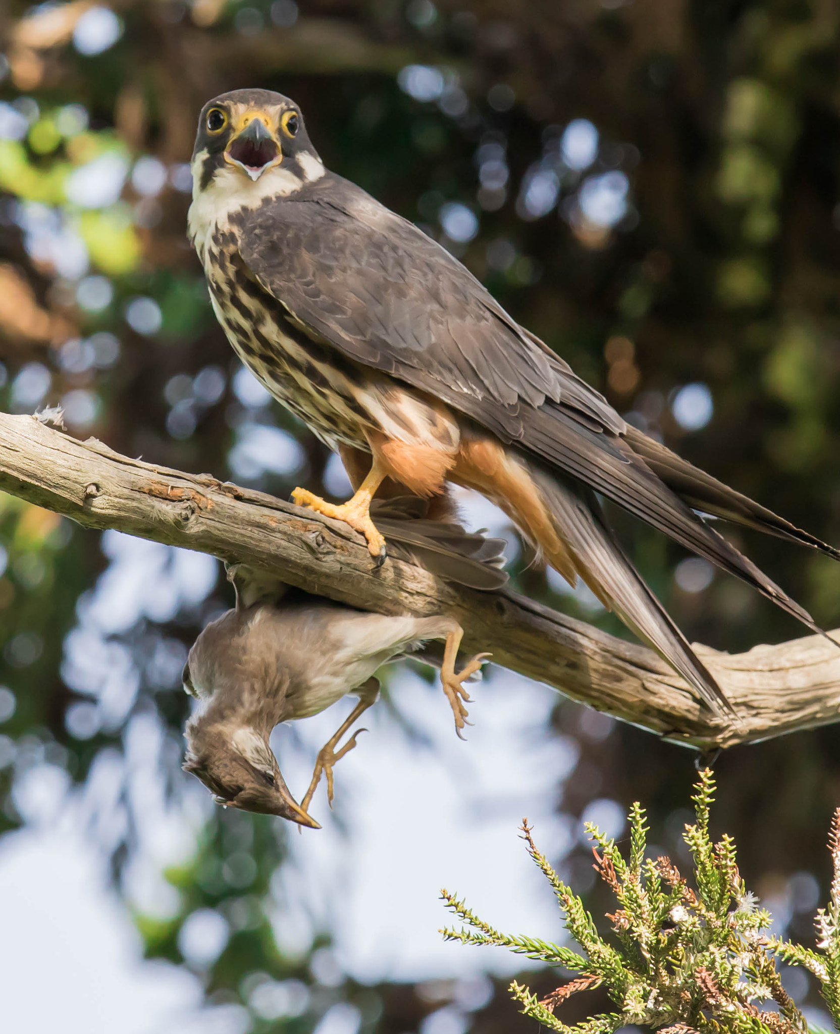 Canon EF 600mm F4L IS II USM sample photo. Peregrine falcon photography