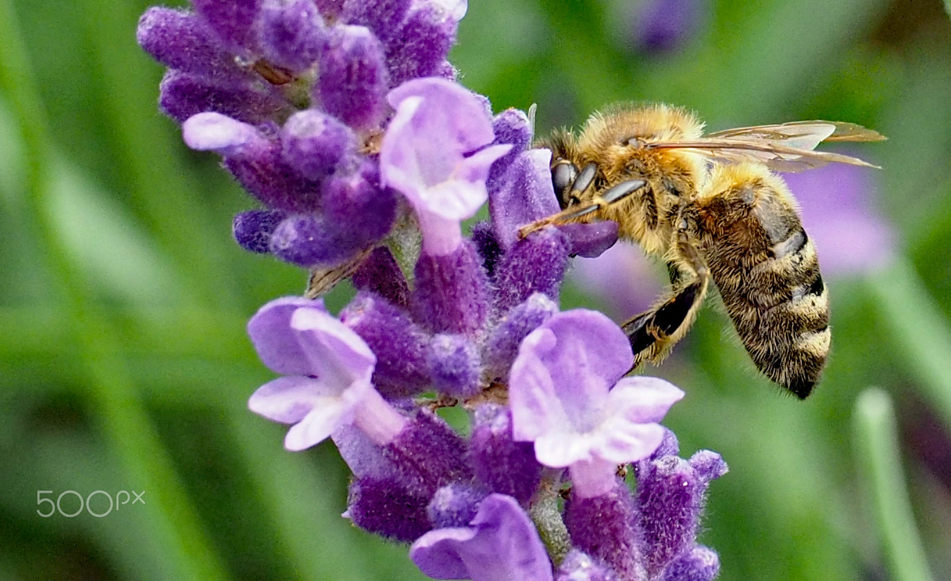 Panasonic Leica DG Macro-Elmarit 45mm F2.8 ASPH OIS sample photo. Very busy photography