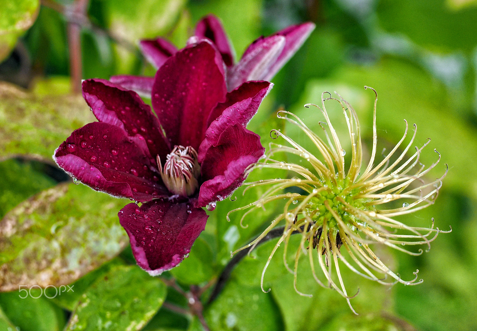 Panasonic Leica DG Macro-Elmarit 45mm F2.8 ASPH OIS sample photo. Swirly clematis photography