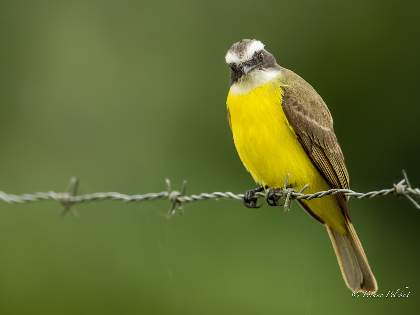 Canon EOS 60D + Canon EF 300mm F2.8L IS II USM sample photo. Social flycatcher - moucherolle sociale photography