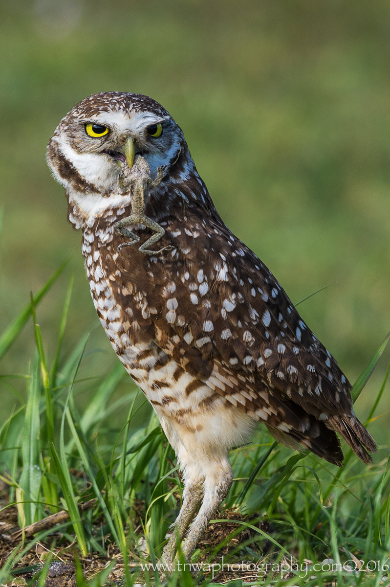 Nikon D3S sample photo. Did someone say dinner? photography