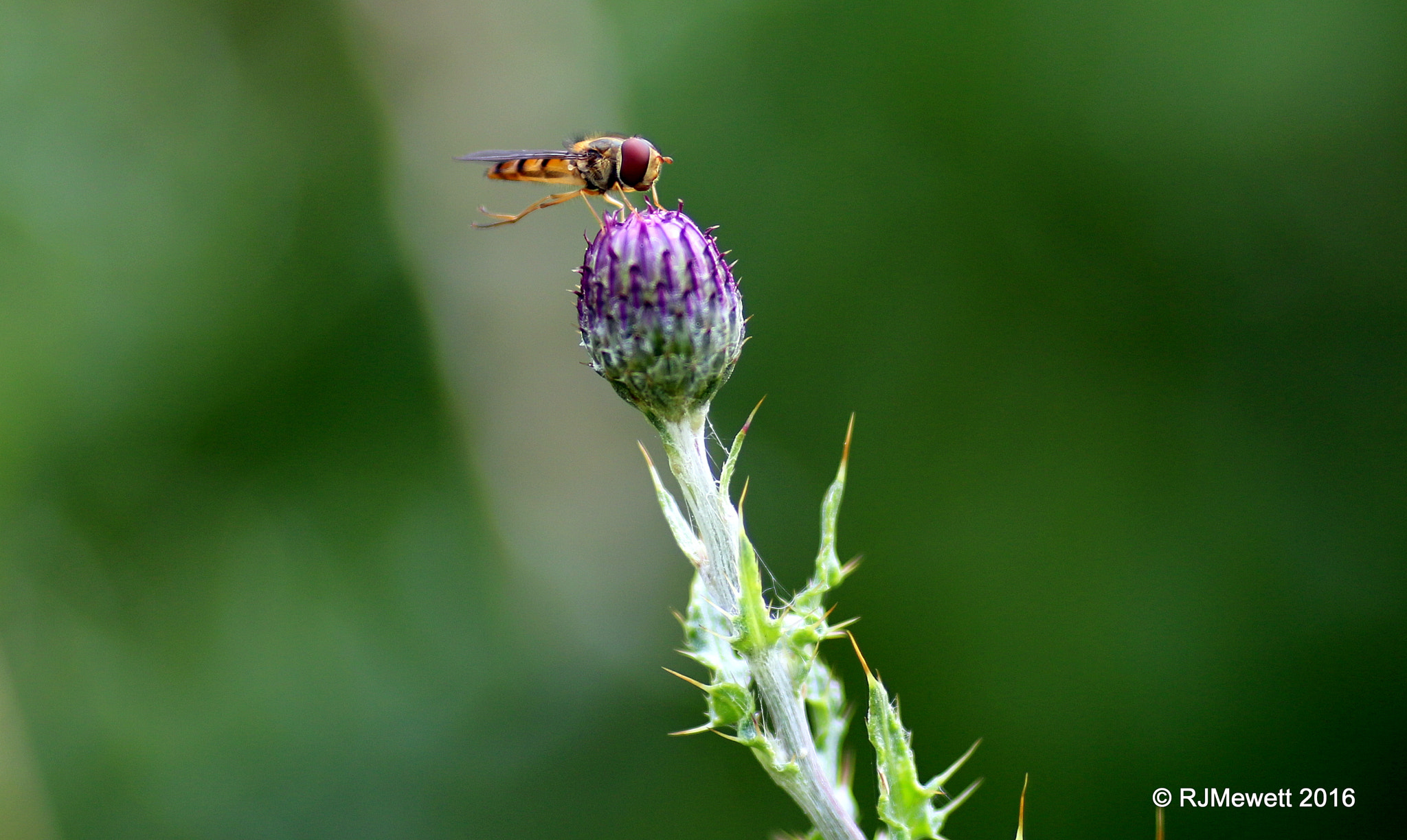 Canon EOS 70D + Canon EF 135mm F2L USM sample photo. Life's a balance photography