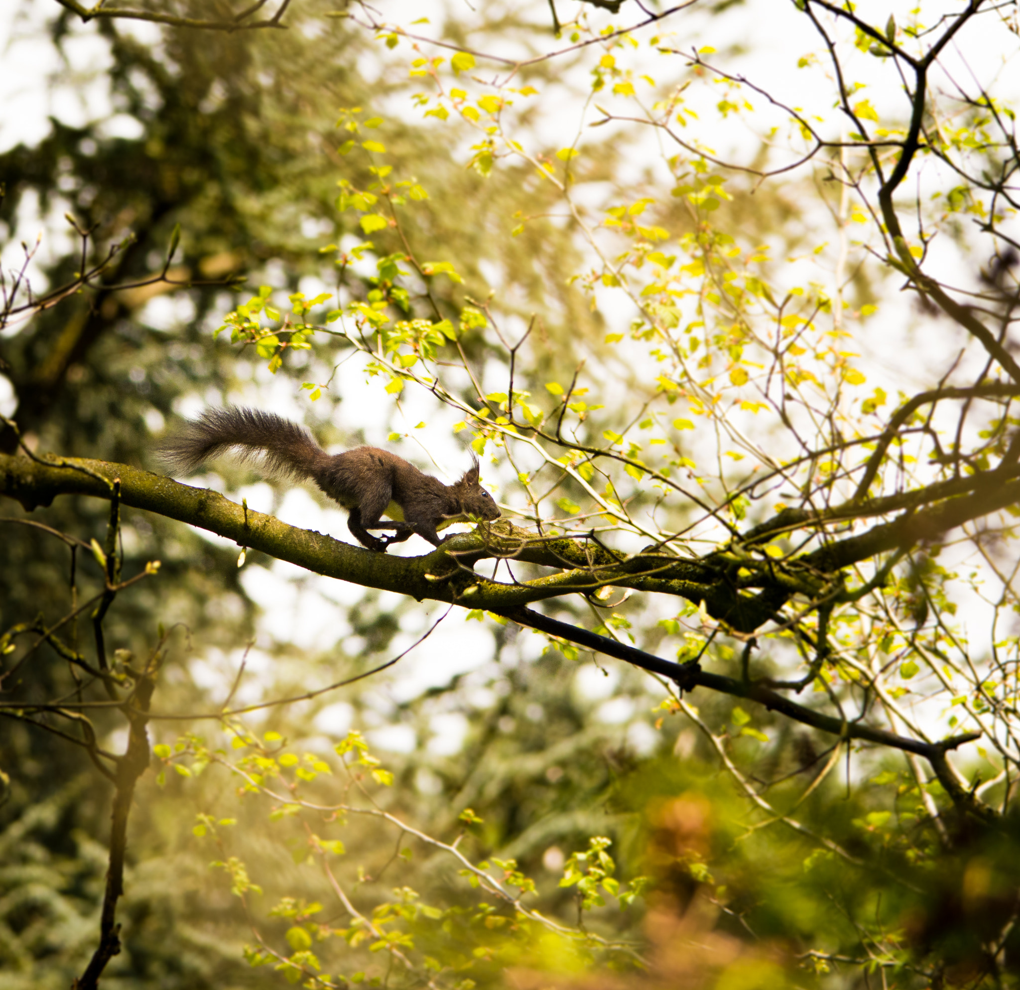Sigma 120-400mm F4.5-5.6 DG OS HSM sample photo. Neat squirrel photography