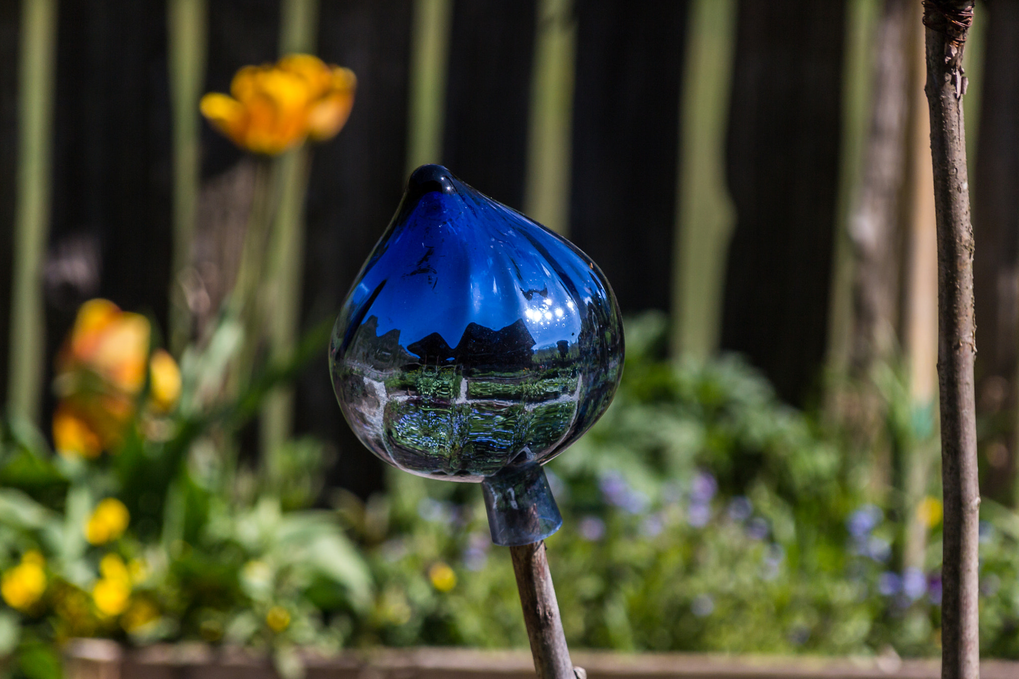 Sigma 18-200mm f/3.5-6.3 DC OS sample photo. Rosesphere photography