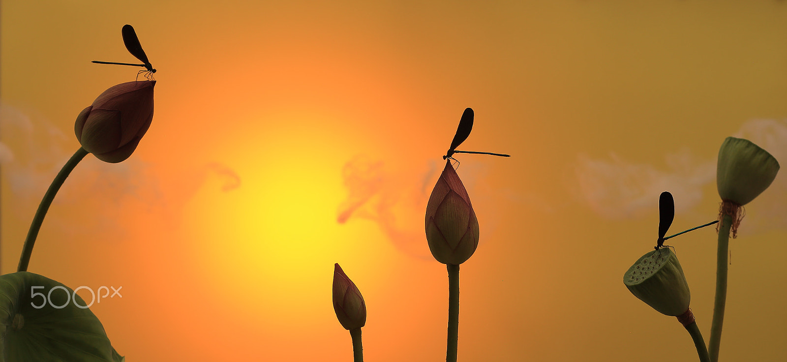 Canon EF 100mm F2.8 Macro USM sample photo. Paradise of lotus photography