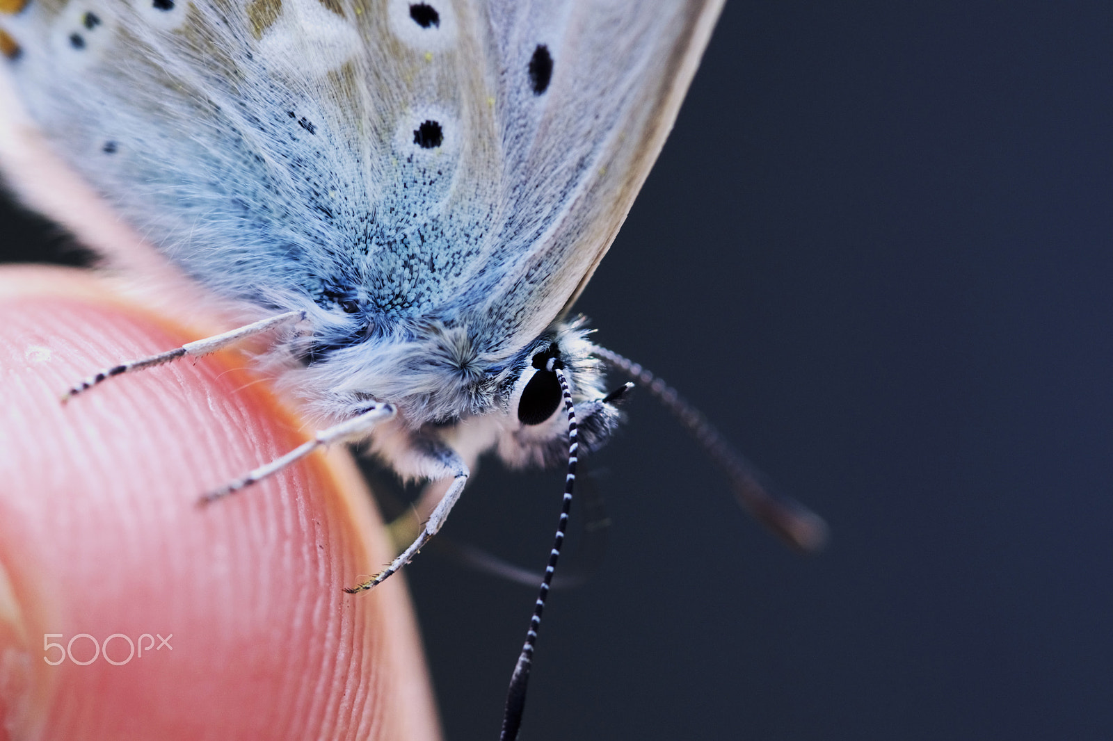 Sony SLT-A68 + 90mm F2.8 Macro SSM sample photo. A curious butterfly photography