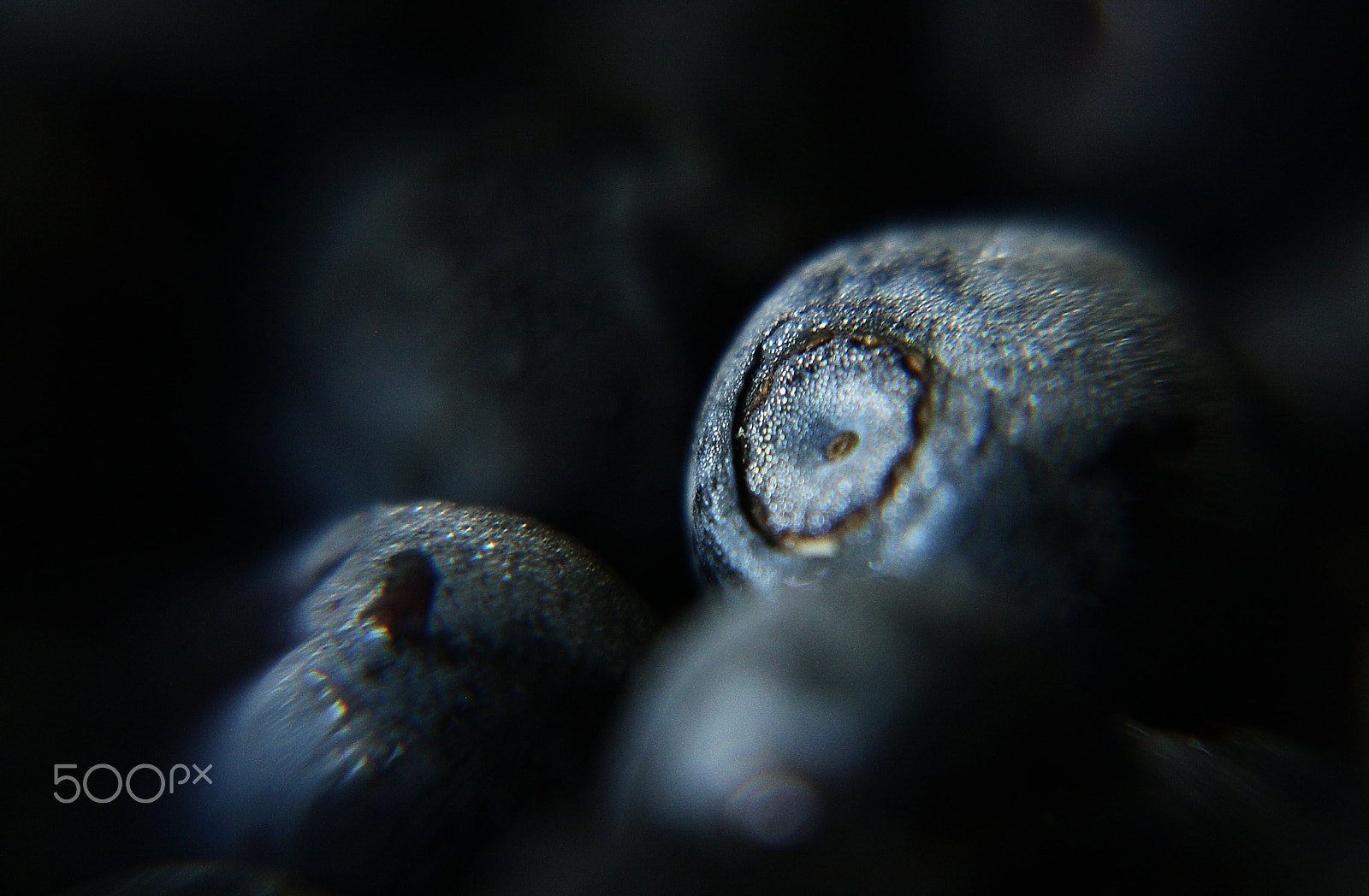 Canon EOS 1000D (EOS Digital Rebel XS / EOS Kiss F) sample photo. Bilberry photography