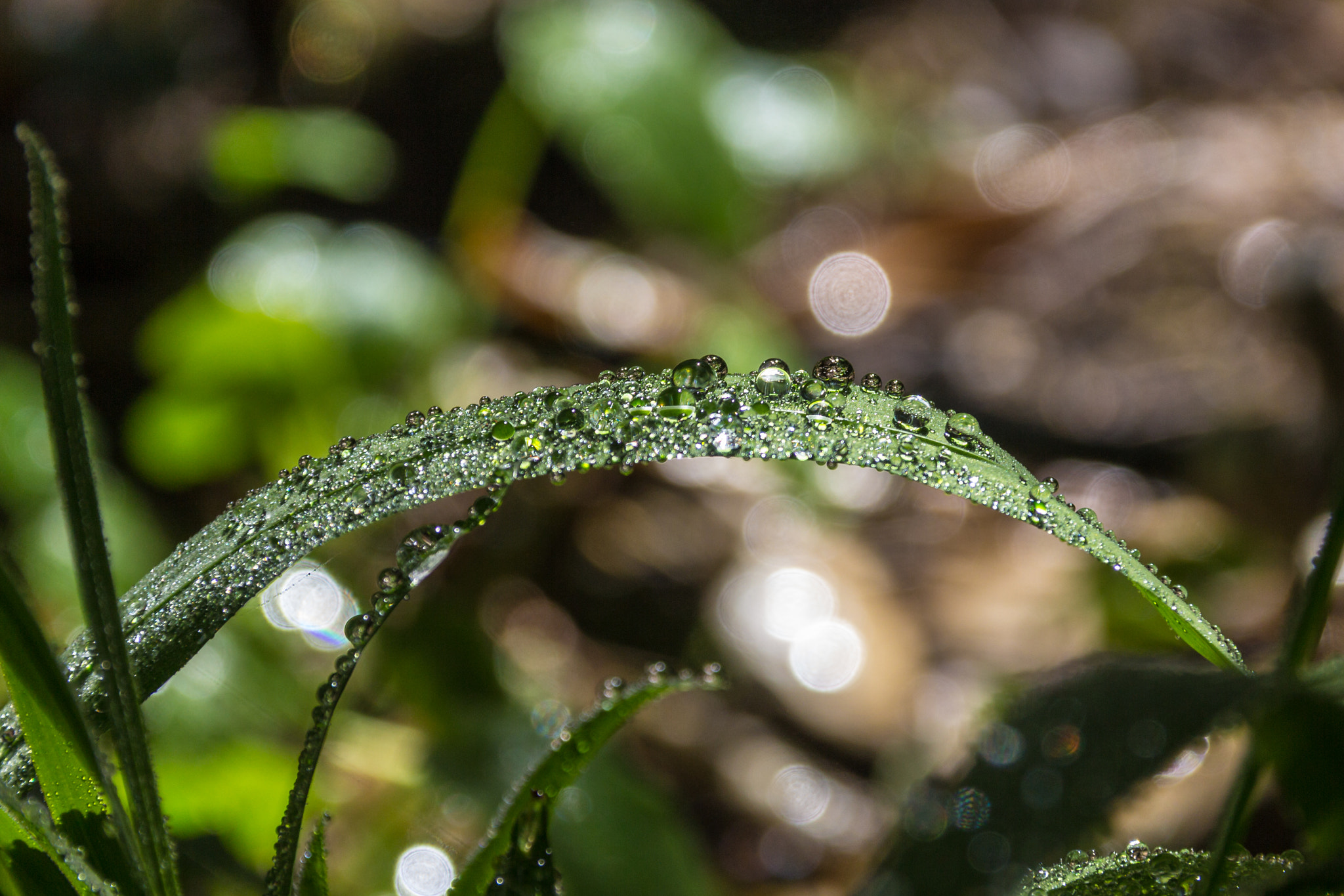 Sigma 18-200mm f/3.5-6.3 DC OS sample photo. Waterdrops photography