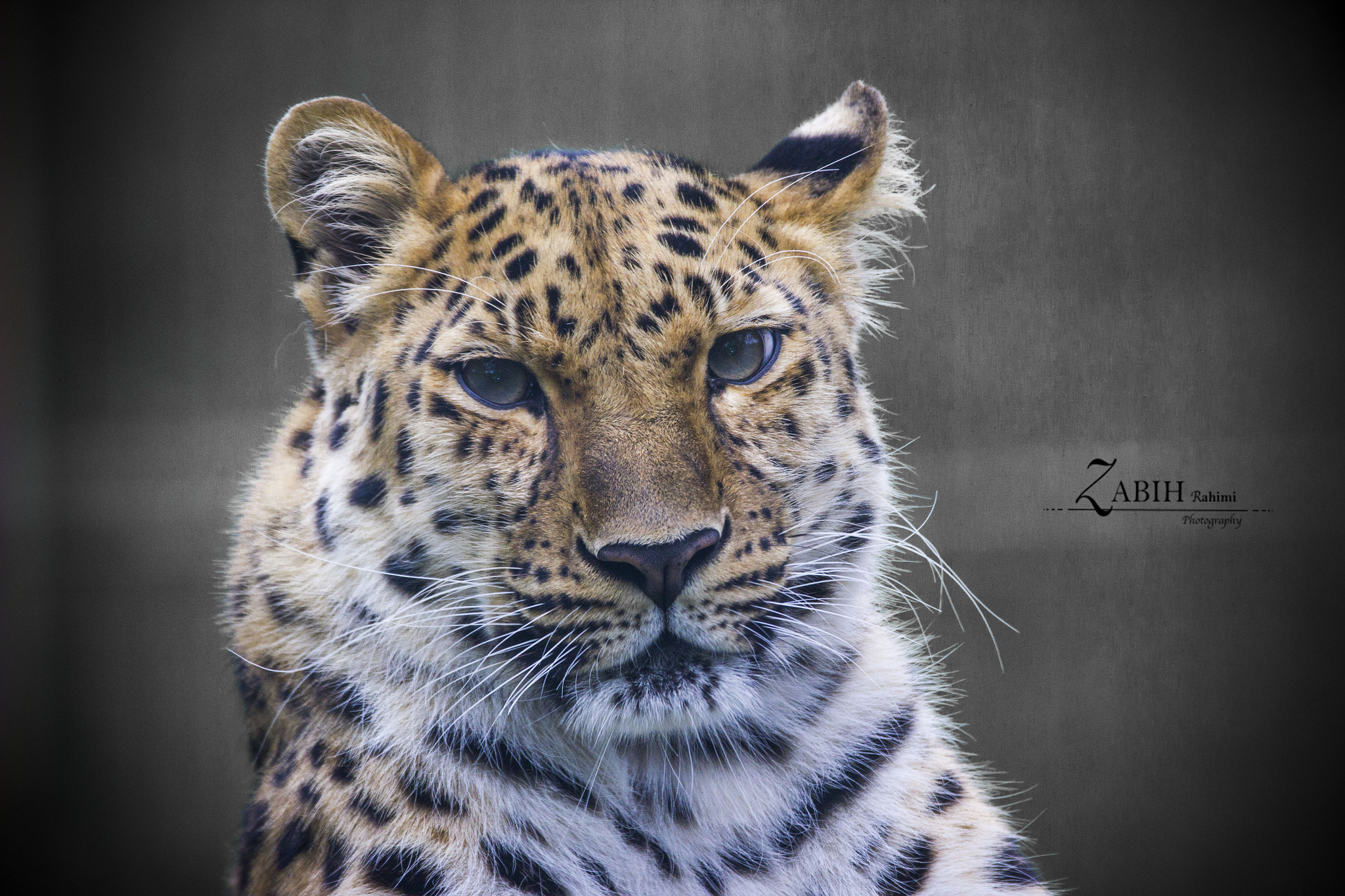 150-600mm F5-6.3 DG OS HSM | Contemporary 015 sample photo. Big cat photography