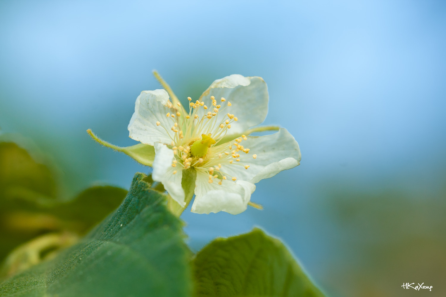 Sigma 150mm f/2.8 EX DG OS HSM APO Macro sample photo. Muntingia colabura 1 photography