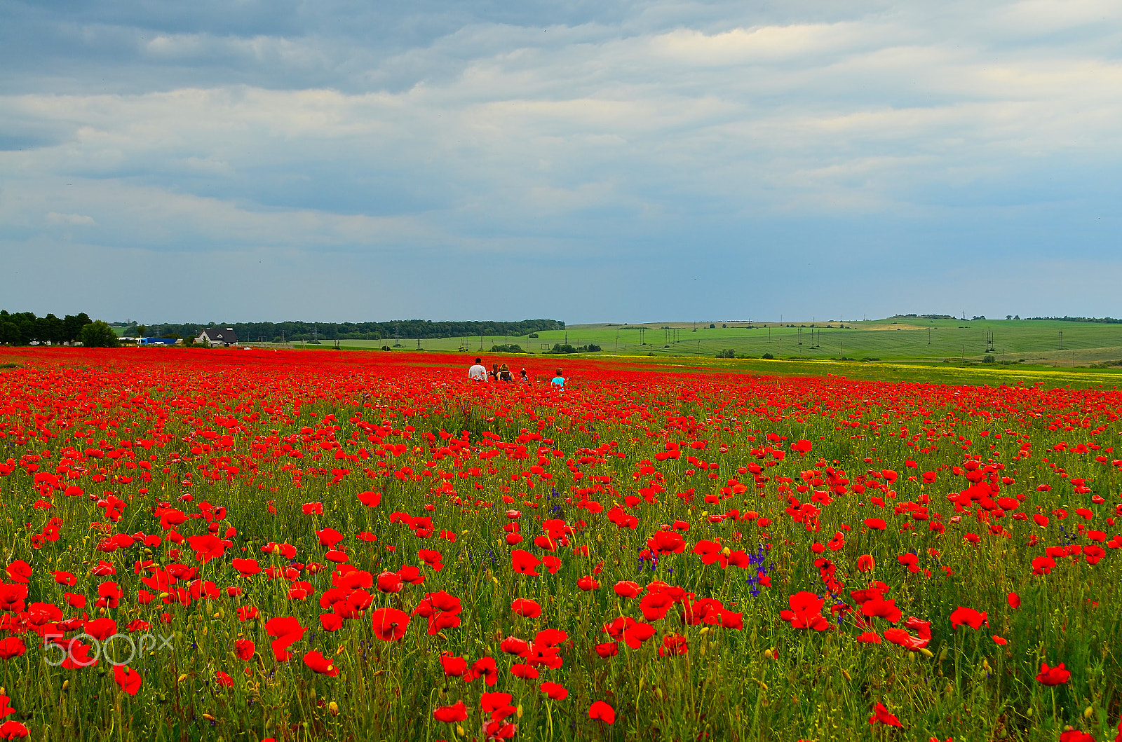 Nikon D5100 + AF Nikkor 50mm f/1.8 N sample photo. Walk on the poppy field photography