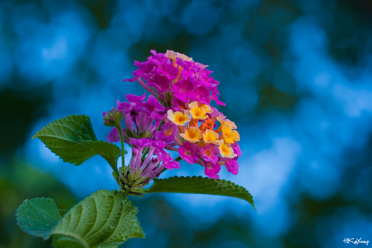 Sigma 150mm f/2.8 EX DG OS HSM APO Macro sample photo. Lantana camara 1 photography