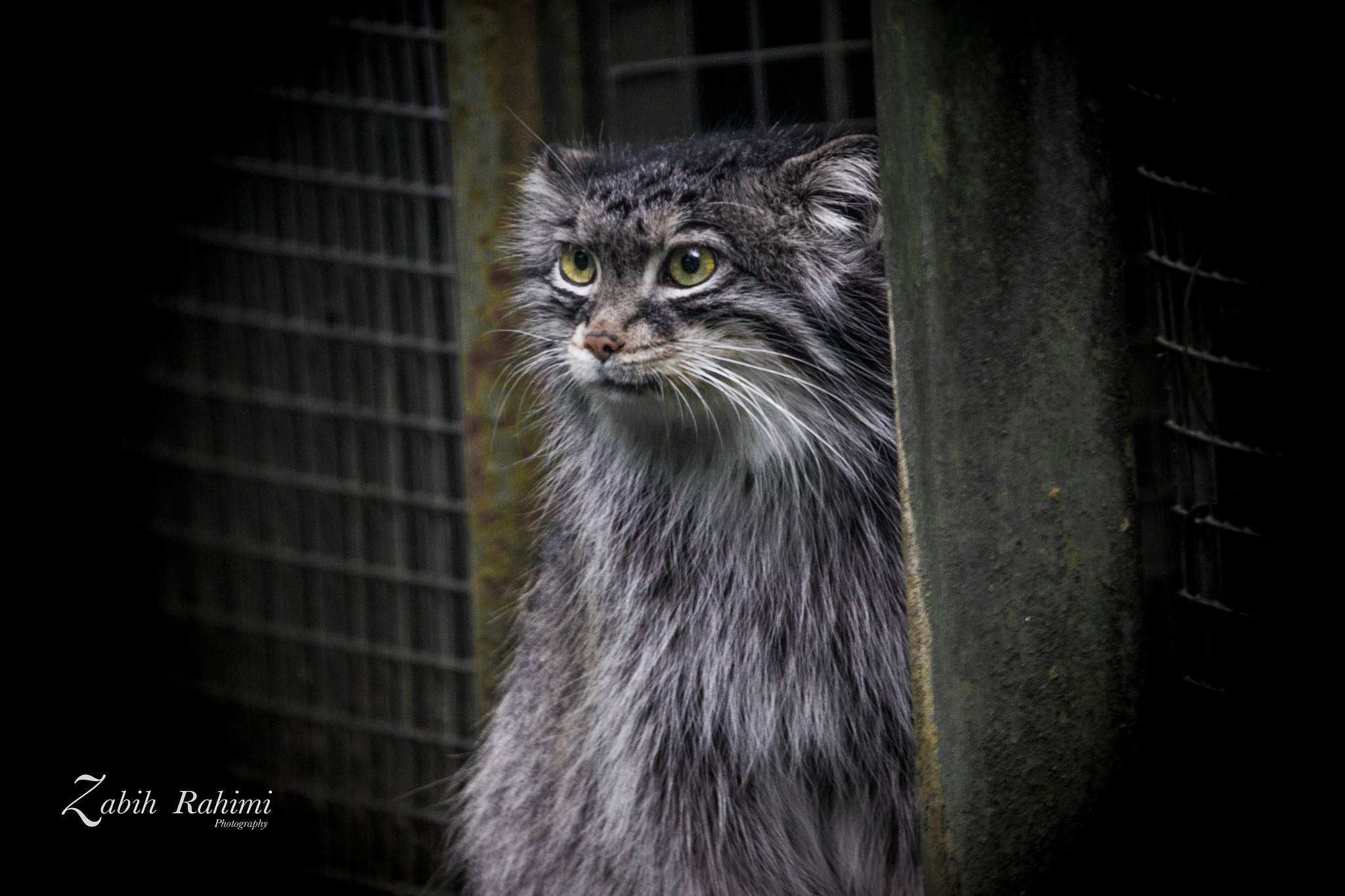 150-600mm F5-6.3 DG OS HSM | Contemporary 015 sample photo. Wolly cat photography
