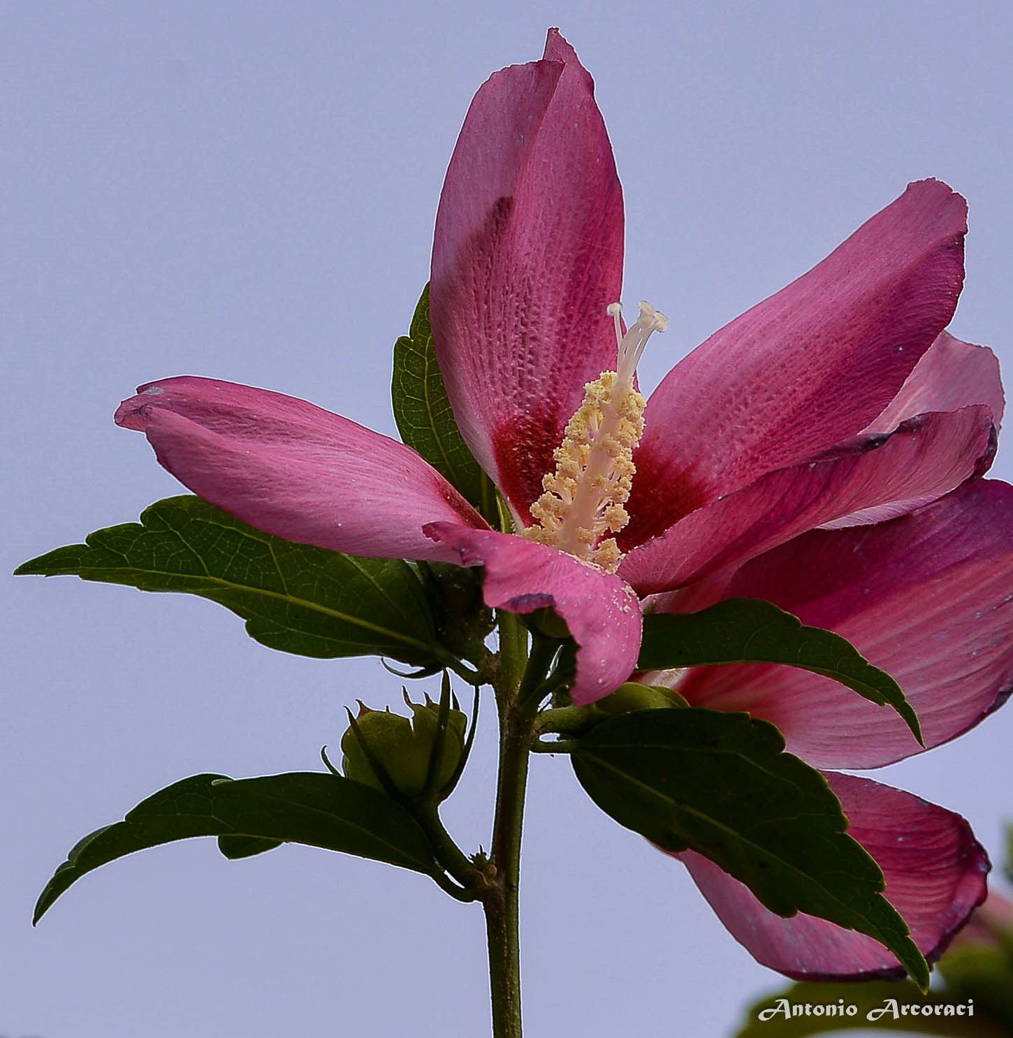 Nikon D4 sample photo. Hibiscus photography