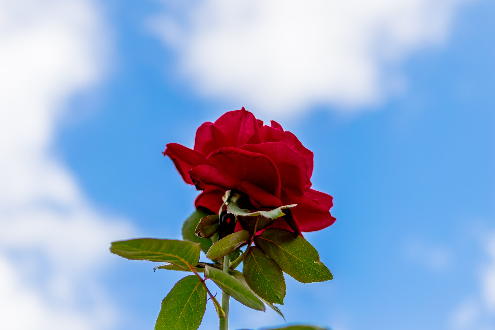Nikon D5300 + Nikon AF-S DX Nikkor 17-55mm F2.8G ED-IF sample photo. A rose is a rose is a rose photography