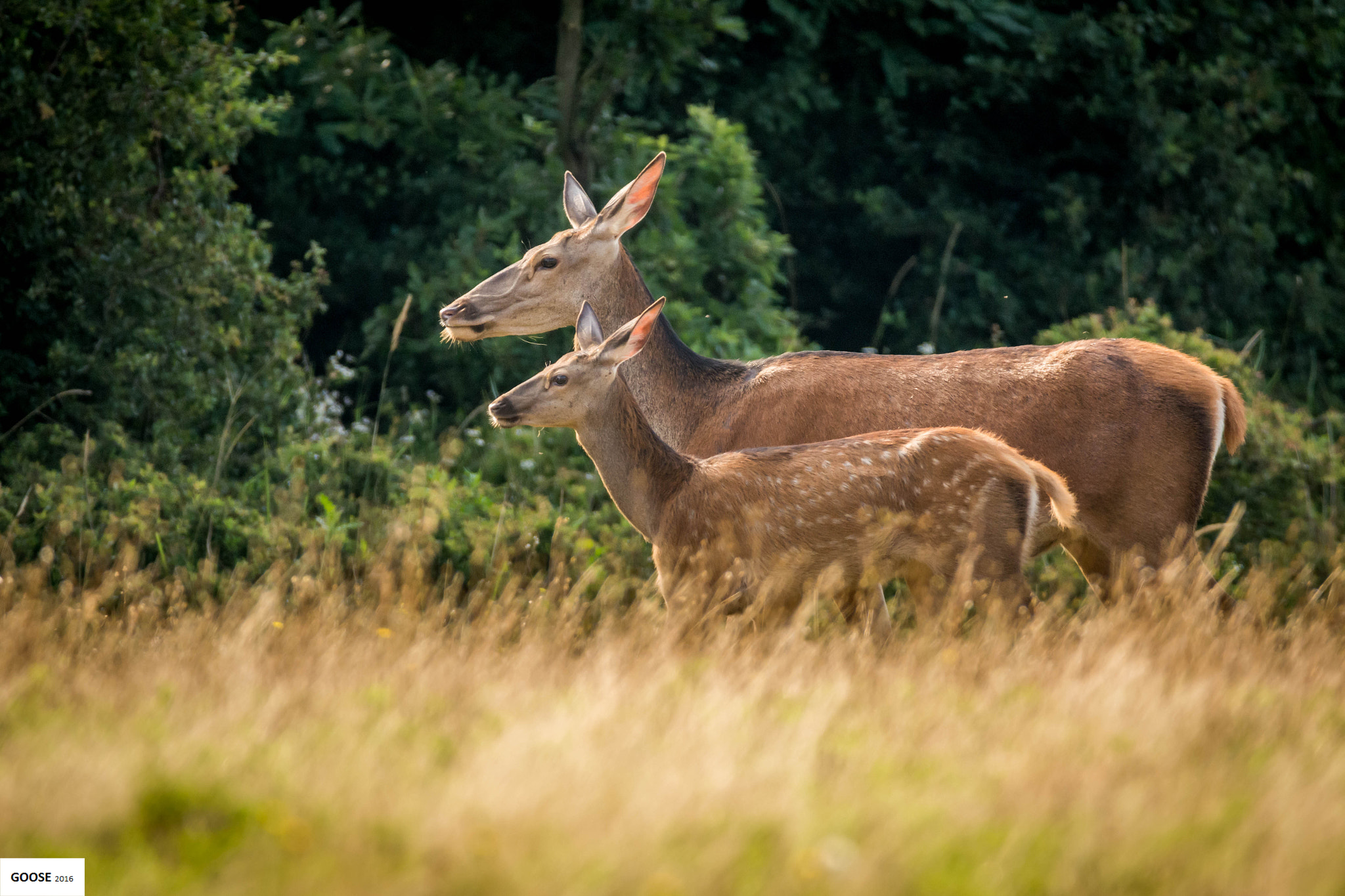 Sigma 150-600mm F5-6.3 DG OS HSM | C sample photo. Generations photography