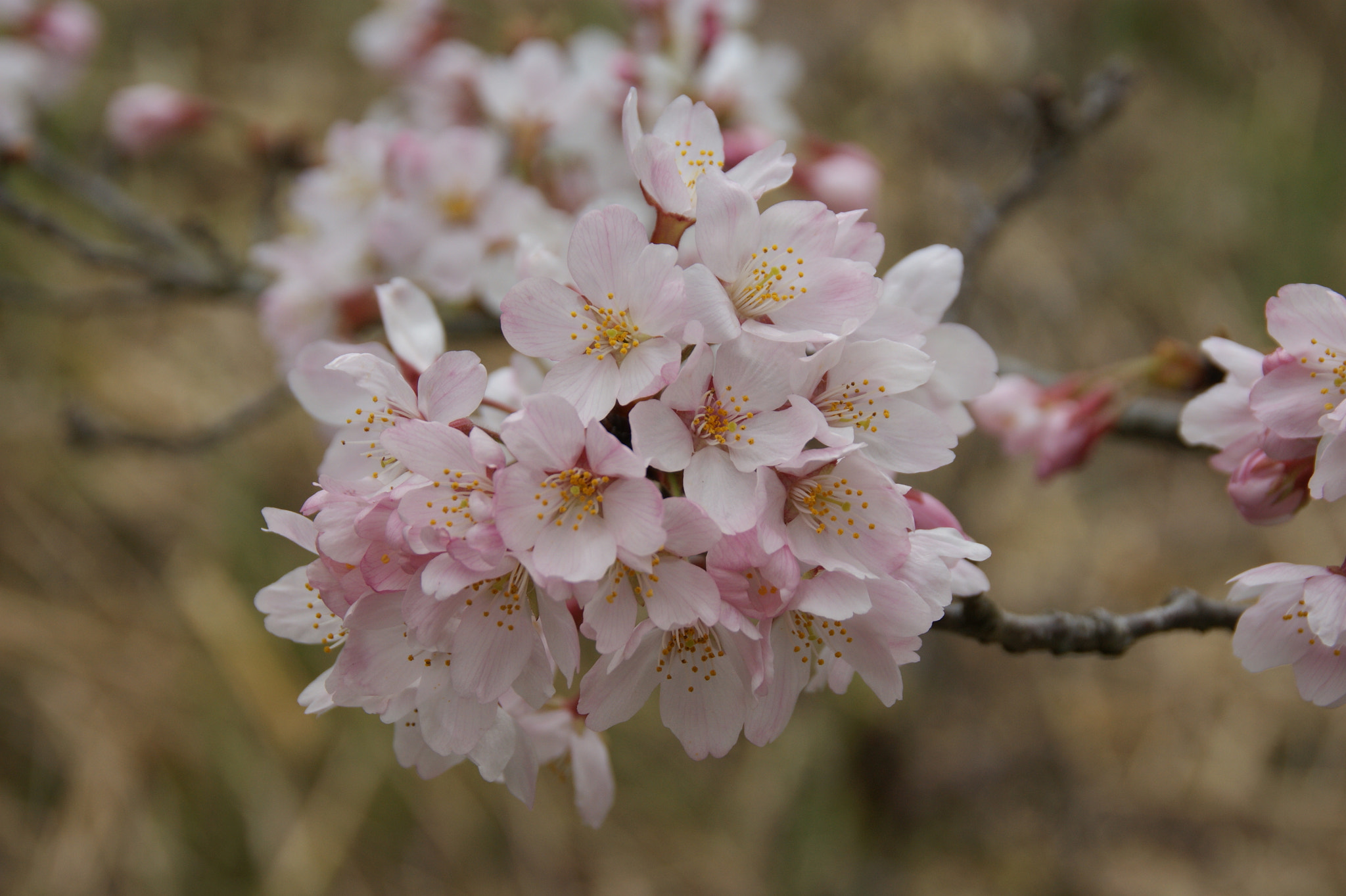 Sony DT 18-200mm F3.5-6.3 sample photo. Untitled photography