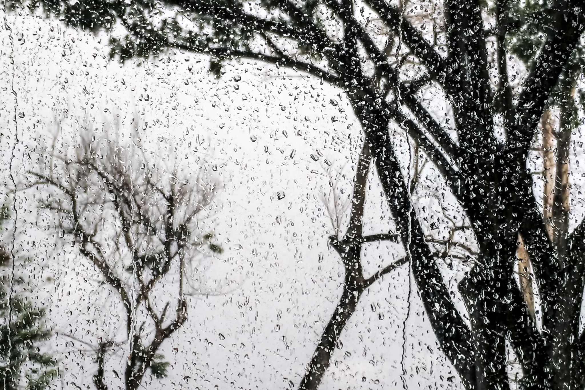 Xiaomi Mi 4i sample photo. Rain. trees photography